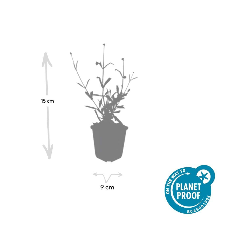 Hohes Eisenkraut Verbena bonariensis 'Lollipop' – ↕10-25cm – Ø9cm – 40 Pflanzen – Kompakt – Pflegeleicht – Bienenfreundlich – Blühend