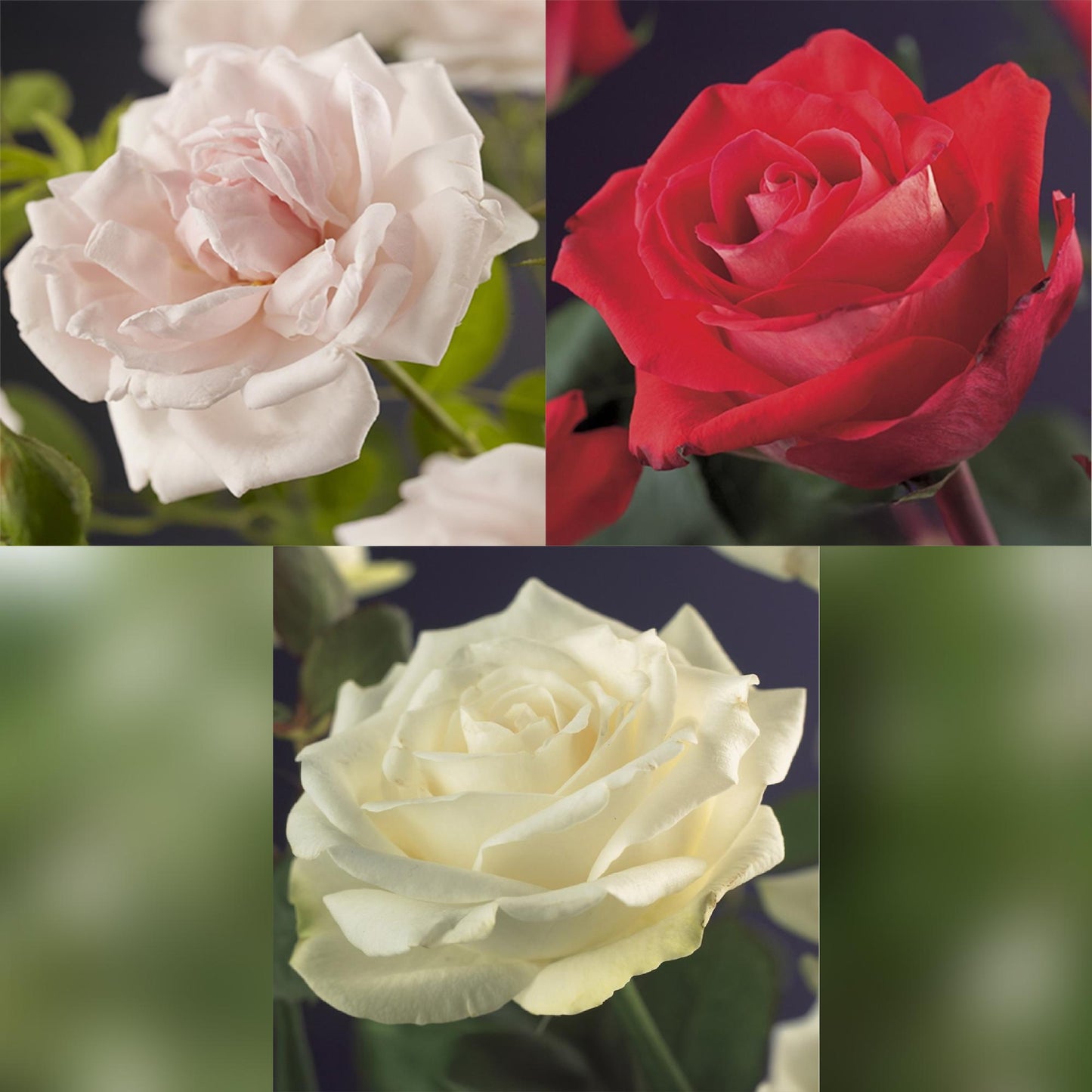 Kletterrose – Rosa Tricolour – Blüte Rosa-Weiß-Rot – 3 Pflanzen – Duftend – Geringer Pflegeaufwand – 11cm – Höhe ca. 40cm