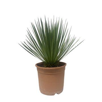 Palmlilie - Yucca Rostrata - Zimmerpflanze - 60cm - ø24cm