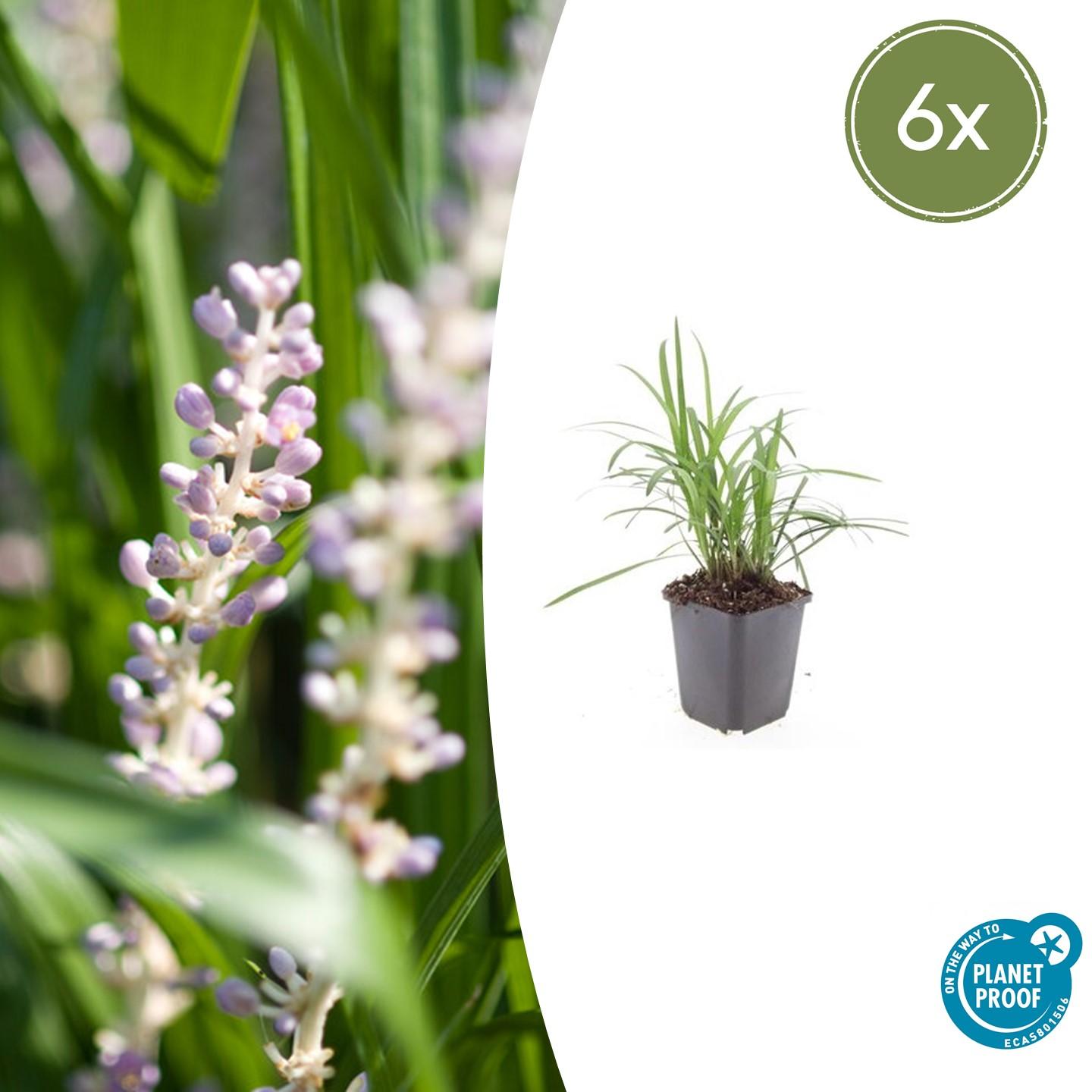 Glöckchentraube Liriope muscari 'Moneymaker' – ↕10-25cm – Ø9cm – 6 Pflanzen – Immergrün, Bodendecker, Violette Blüten, Pflegeleicht