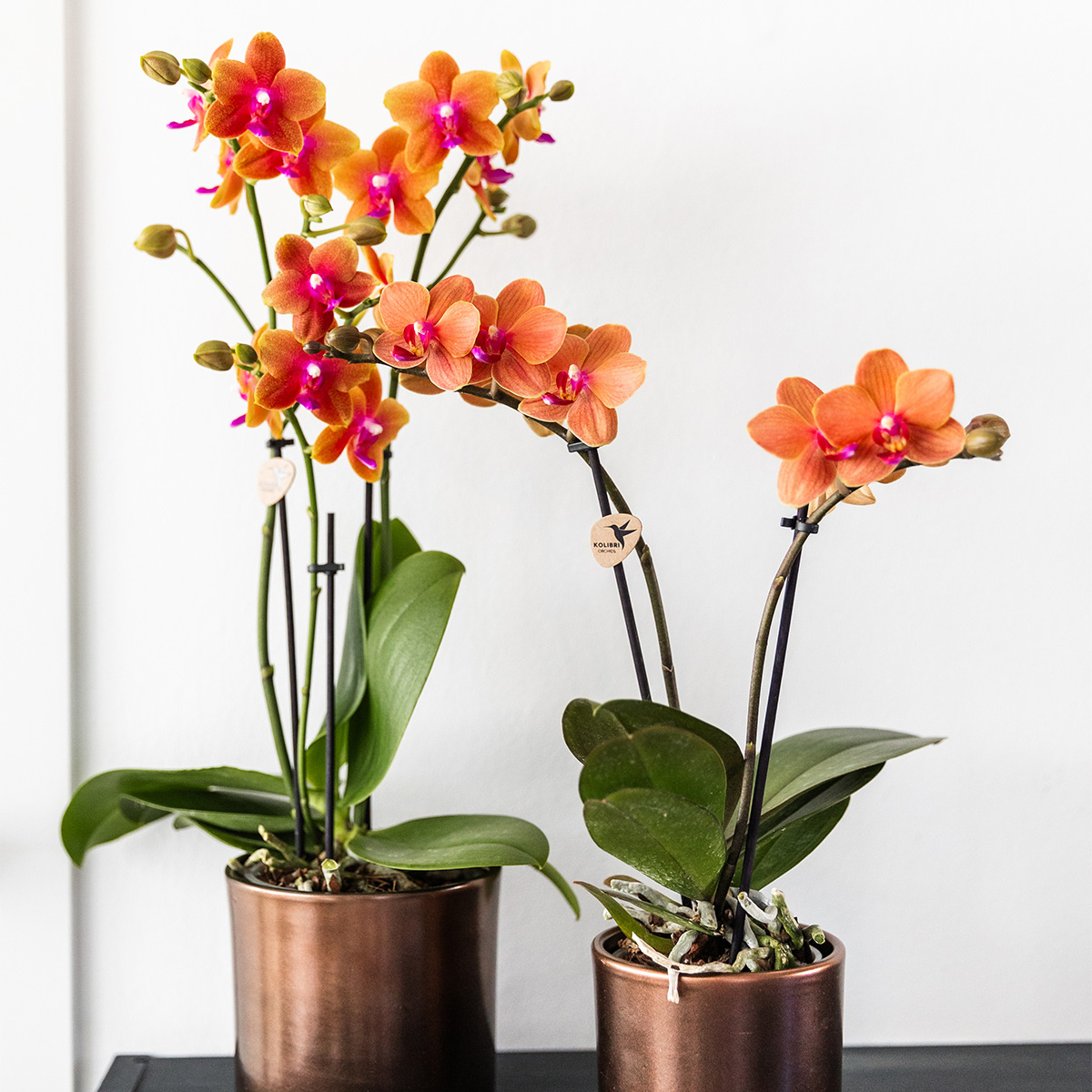 4 duftende orangefarbene Phalaenopsis-Orchideen - Topfgröße Ø12cm - Zimmerpflanze