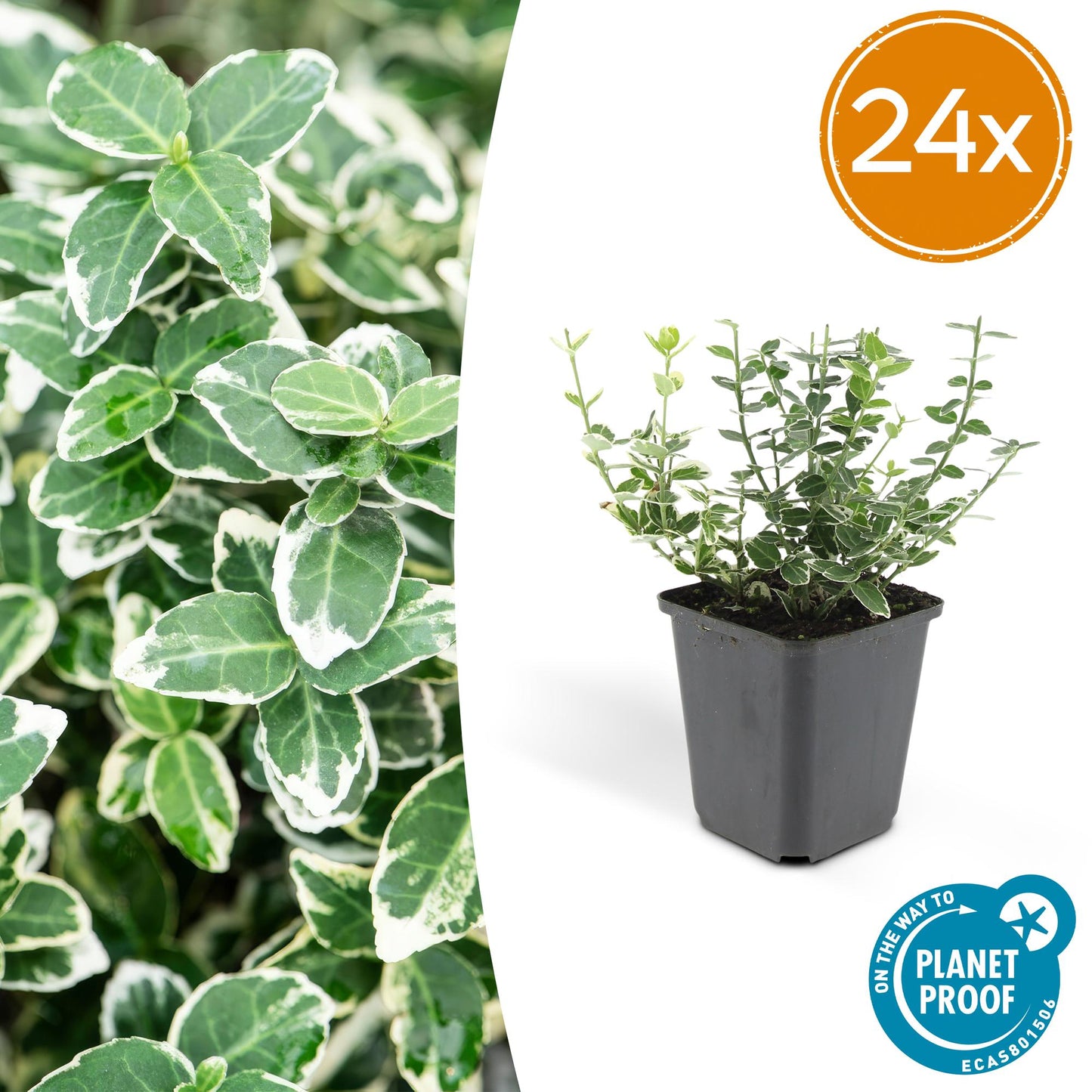 Euonymus fortunei 'Emerald Gaiety' – Immergrüner Zierstrauch mit silberbunten Blättern – 24 Pflanzen – ↕10–25cm – Ø9cm – Pflegeleicht & winterhart – Für Hecken, Beete & als Bodendecker
