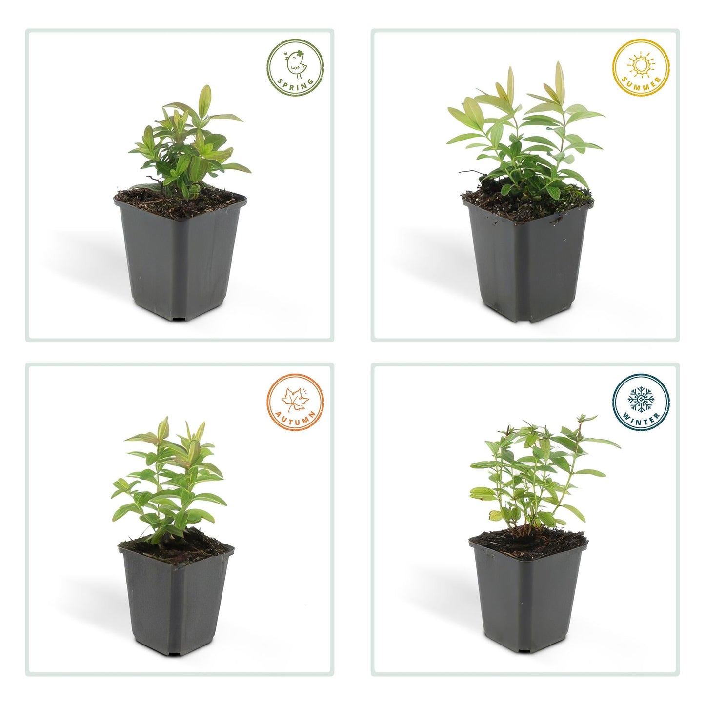 Hypericum calycinum – großblütiges Johanniskraut – 48 Pflanzen – gelb blühender Bodendecker – winterhart – Ø9cm – ↕10–25cm