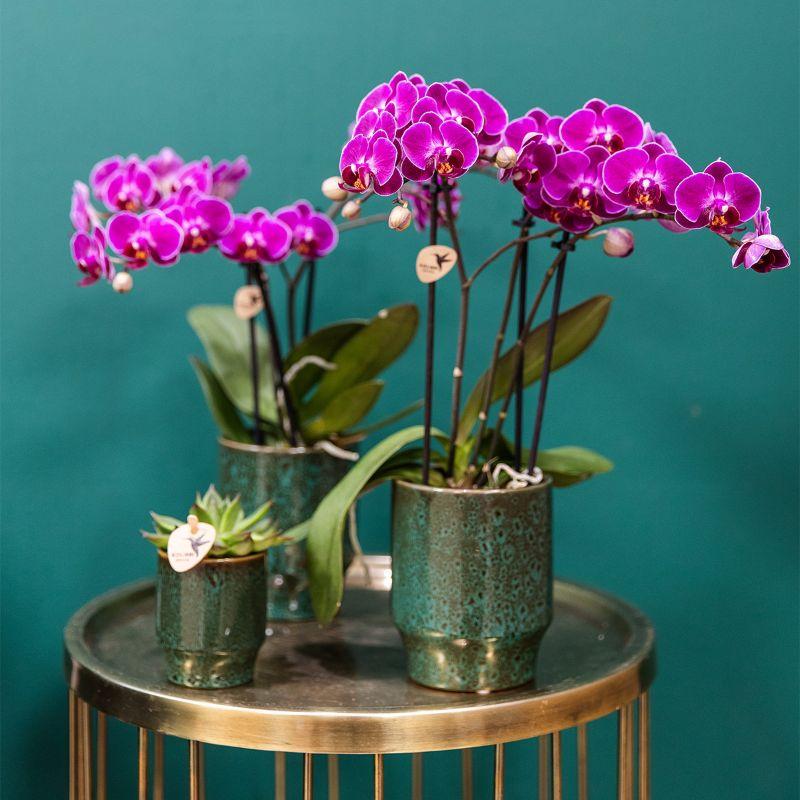 Kolibri Orchids | Lila Orchideenset in Como-Schale inkl. Wasserreservoir | Drei Lila Morelia-Orchideen 9cm | Mono-Bouquet Lila mit Selbstbewässerungssystem