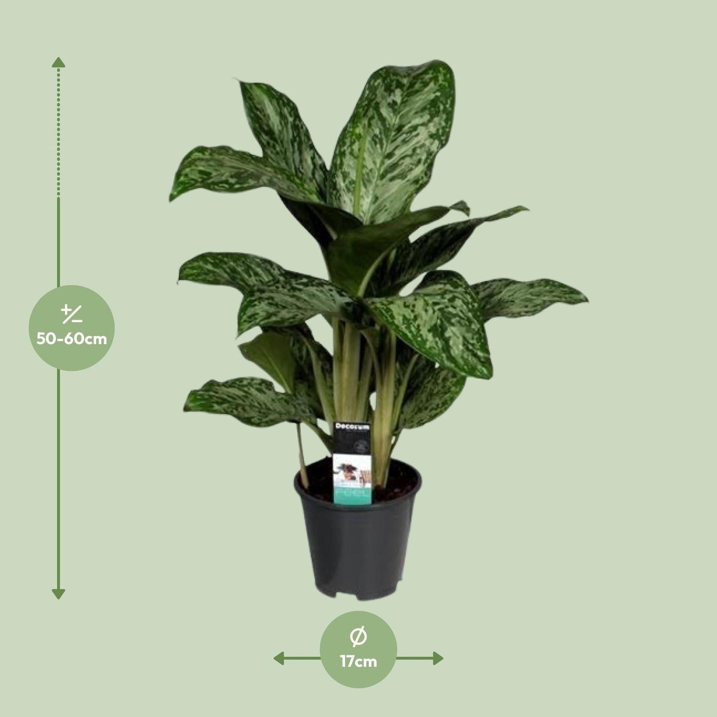 Aglaonema Greenlight – Kolbenfaden – Zimmerpflanze – Ø17cm – Höhe ca. 60cm – Pflegeleicht & luftreinigend – Für Wohnzimmer, Büro & Schlafzimmer