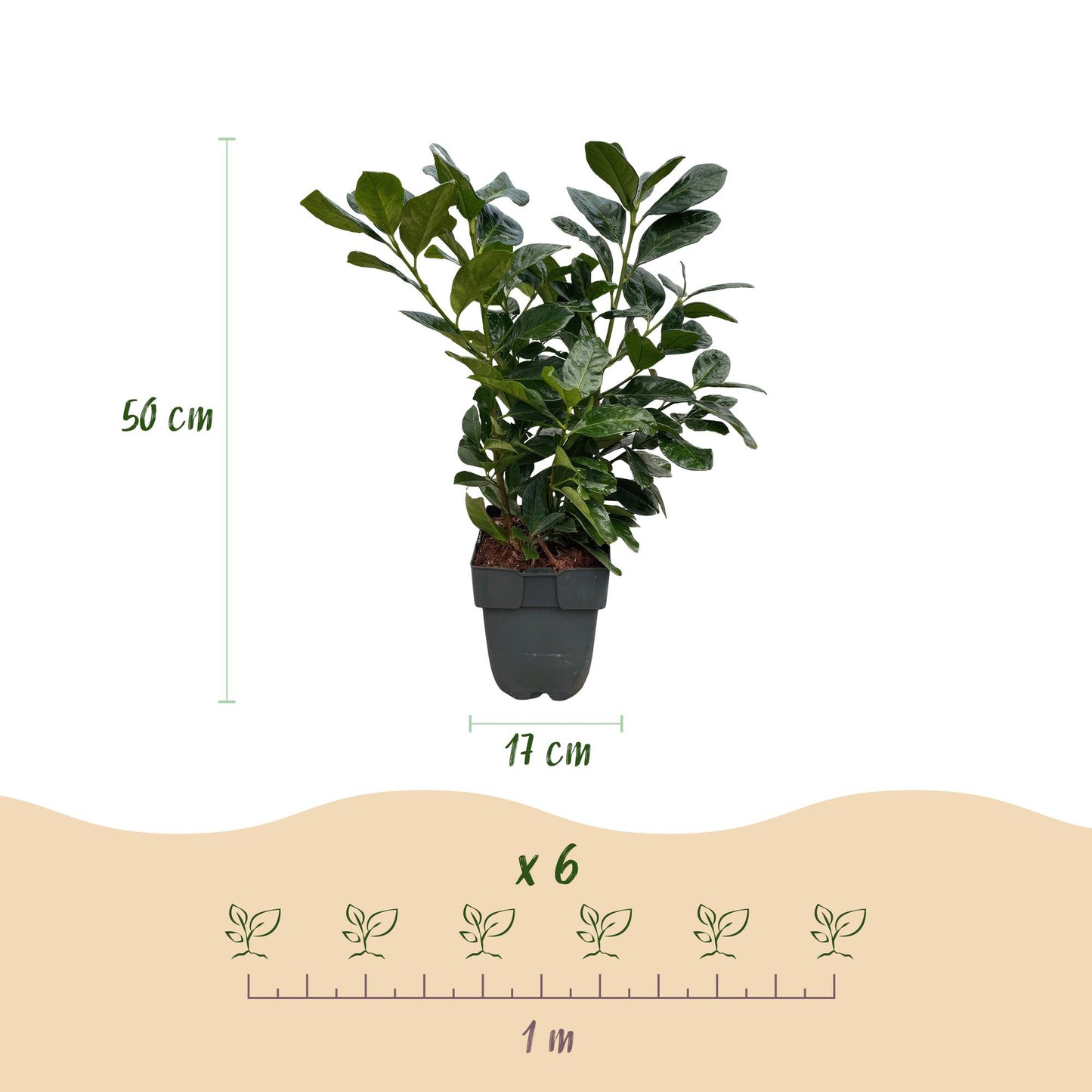 Kirschlorbeer - Prunus laurocerasus Etna - Hecke - Blatt grün - 6 Pflanzen - 1 laufender Meter - immergrün - Topf 17cm Höhe 50cm