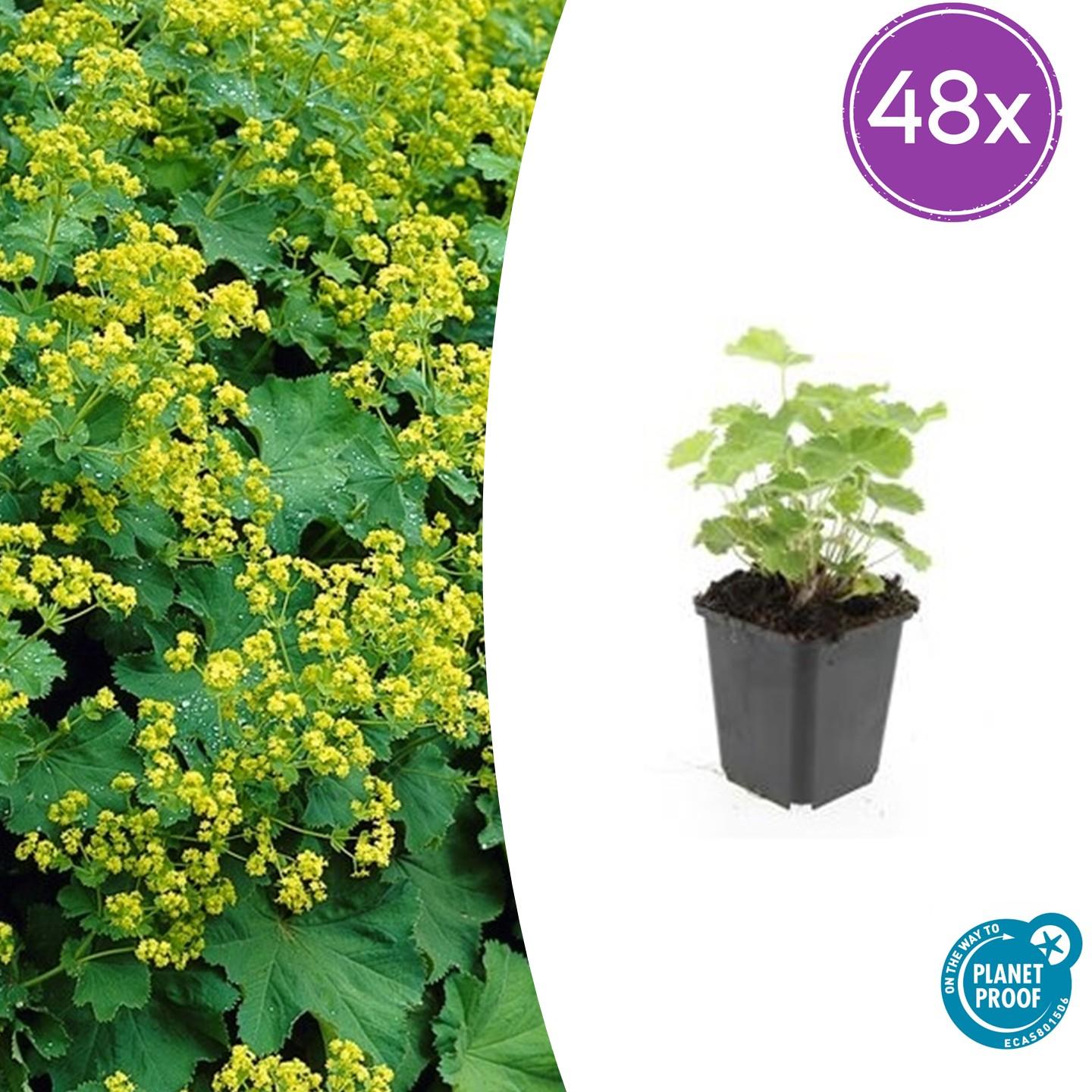 Alchemilla mollis – Frauenmantel – Bodendecker-Staude mit gelbgrünen Blüten – 48 Pflanzen – 10-25cm – Ø9cm – winterhart & pflegeleicht