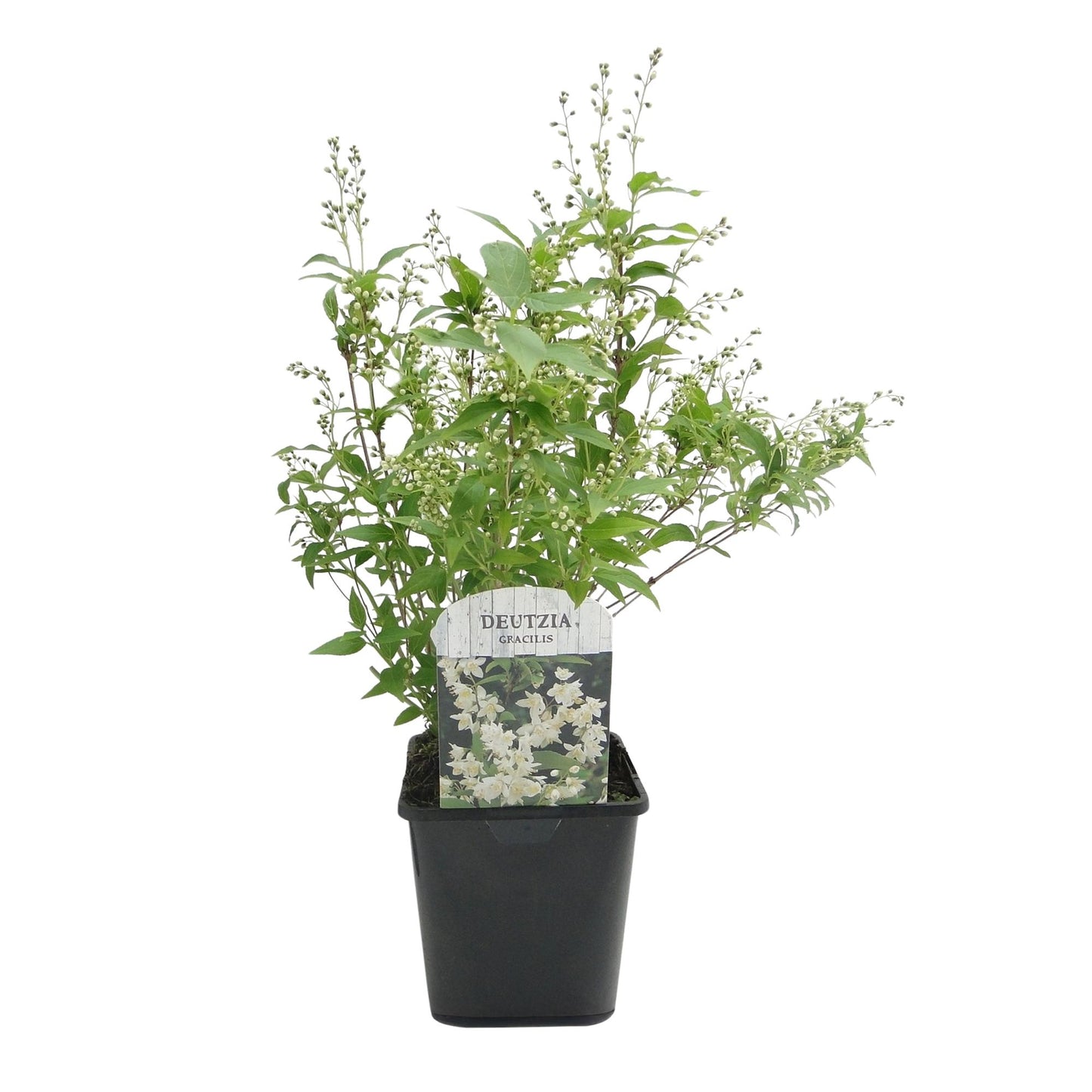 Zierliche Deutzie - Deutzia Gracilis - Blüte Weiß - Strauch - Laubabwerfend - Wenig Pflege - Topf 17cm Höhe 45cm
