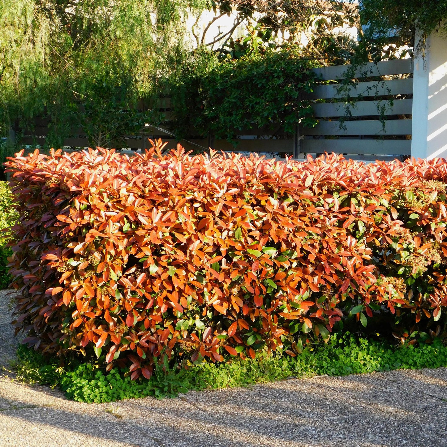 Frasers Glanzmispel - Photnia fraseri Red Robin - Heckenpflanze - Blatt Rot Grün - 8 Pflanzen - 1 laufender Meter - immergrün - Topf 9cm Höhe 30-35cm