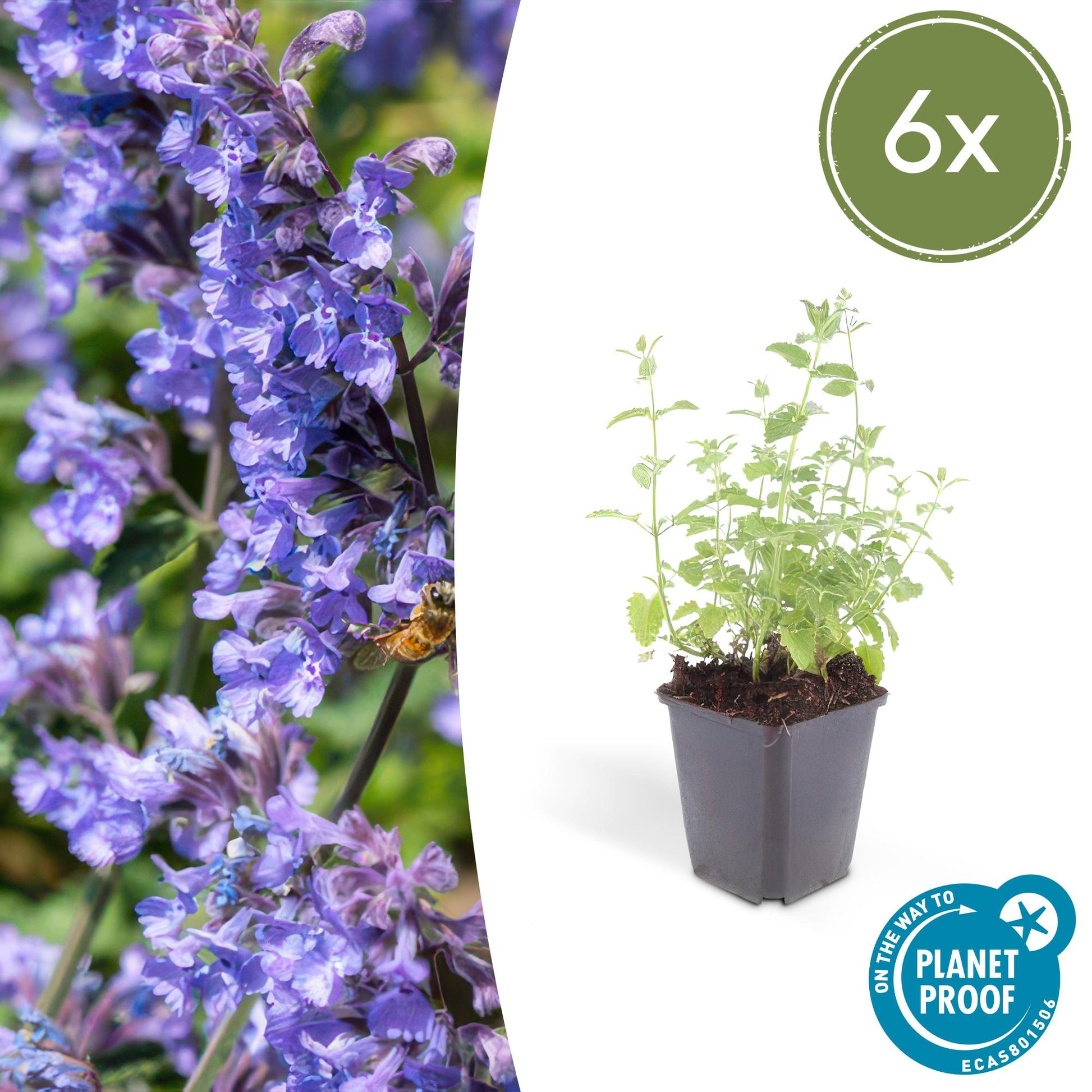 Katzenminze - Nepeta 'Six Hills Giant' - ↕10-25cm - Ø9cm - 6 Pflanzen – Lila-blühende Staude – Bienen & Schmetterlinge – Sonnig & Pflegeleicht