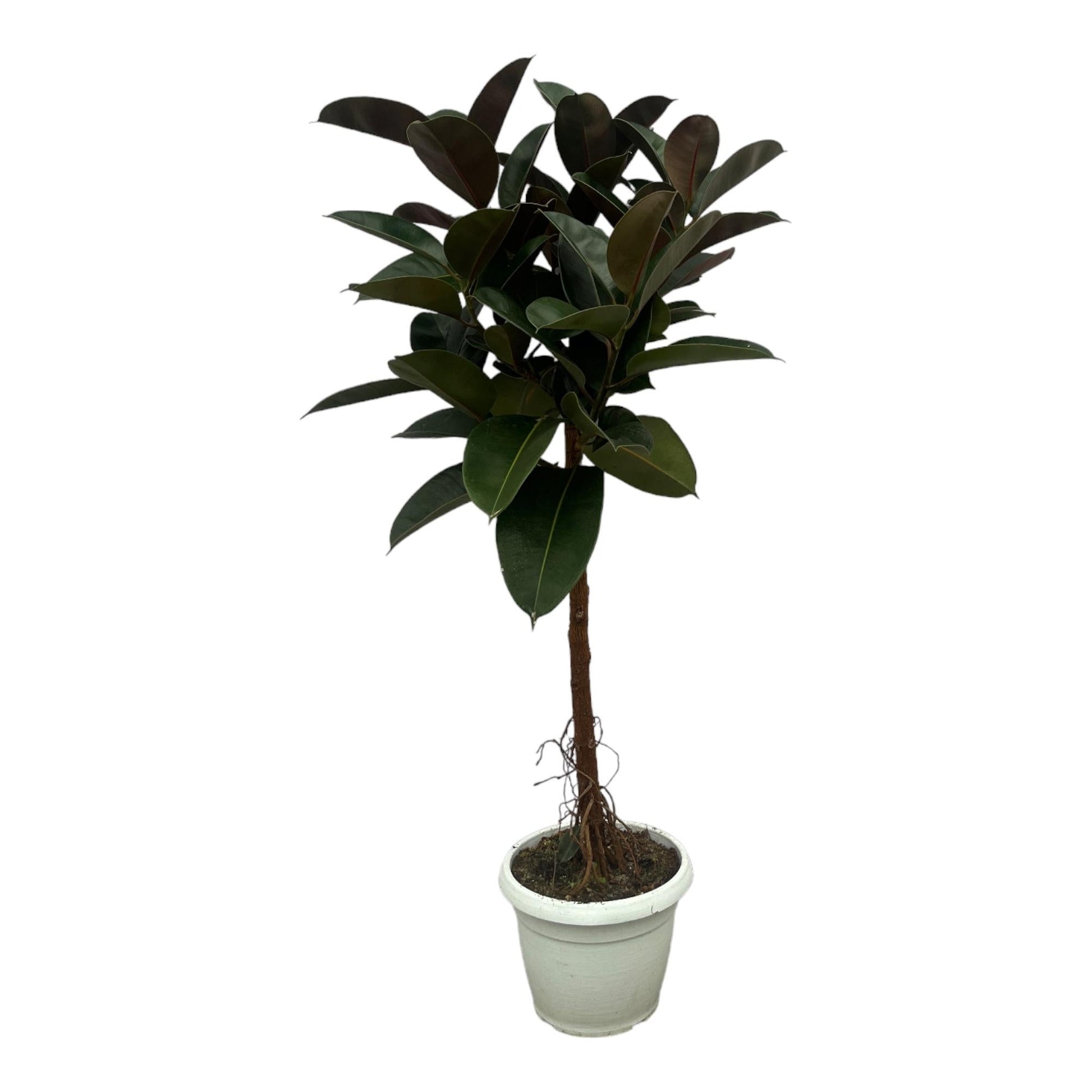 Gummibaum Ficus Elastica Robusta Stamm – Zimmerpflanze 140cm hoch – Ø27cm – Üppige, glänzende Blätter – Pflegeleicht & dekorativ