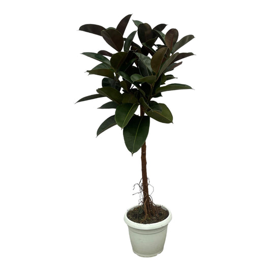Gummibaum Ficus Elastica Robusta Stamm – Zimmerpflanze 140cm hoch – Ø27cm – Üppige, glänzende Blätter – Pflegeleicht & dekorativ