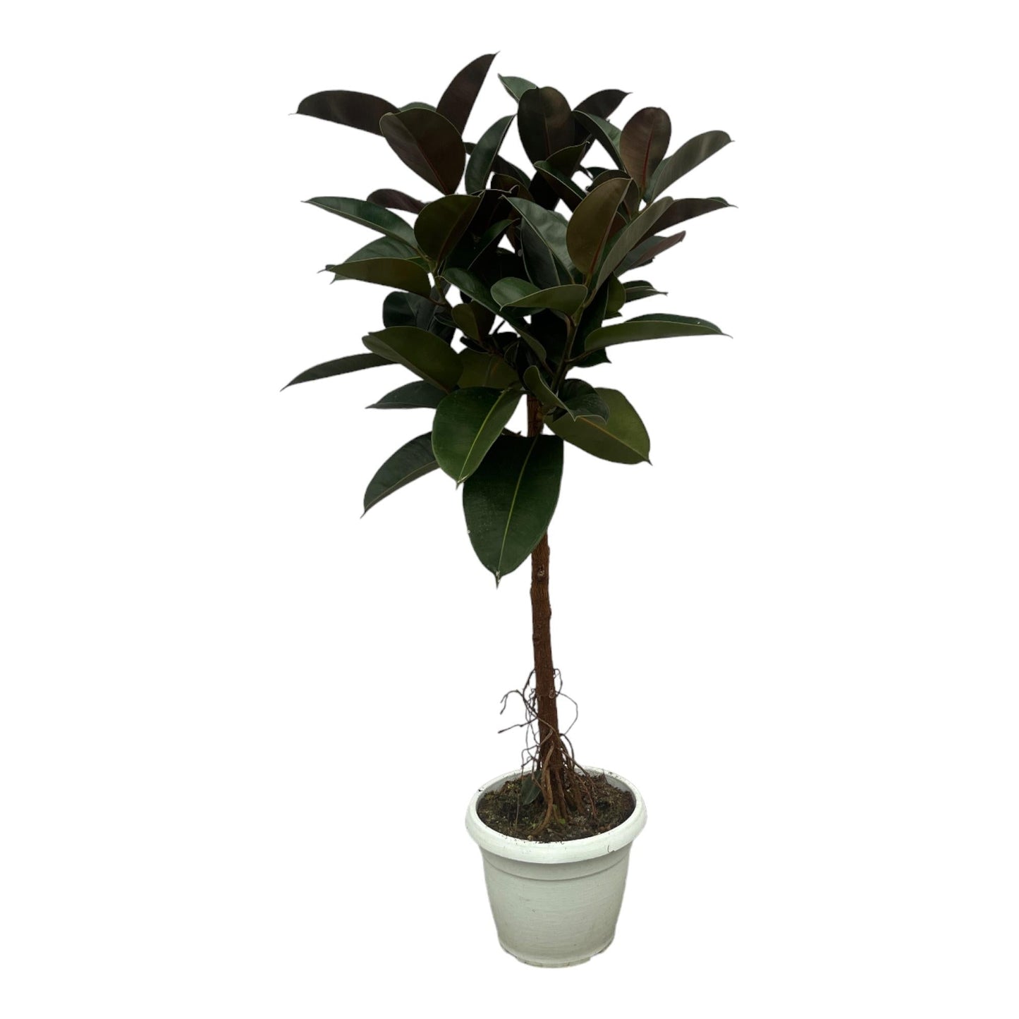 Gummibaum Ficus Elastica Robusta Stamm – Zimmerpflanze 140cm hoch – Ø27cm – Üppige, glänzende Blätter – Pflegeleicht & dekorativ