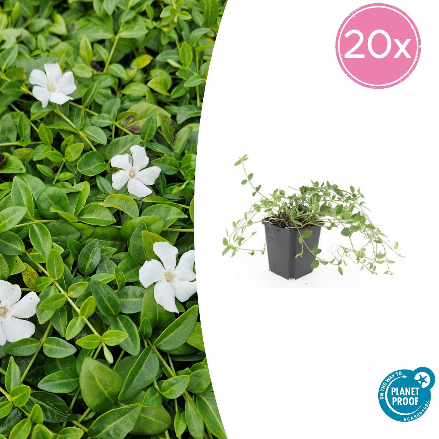 Kleines Immergrün Vinca minor 'Gertrude Jekyll' – ↕10-25cm – Ø9cm – 20 Pflanzen – Immergrüner Bodendecker mit weißen Blüten – Schattentauglich & pflegeleicht