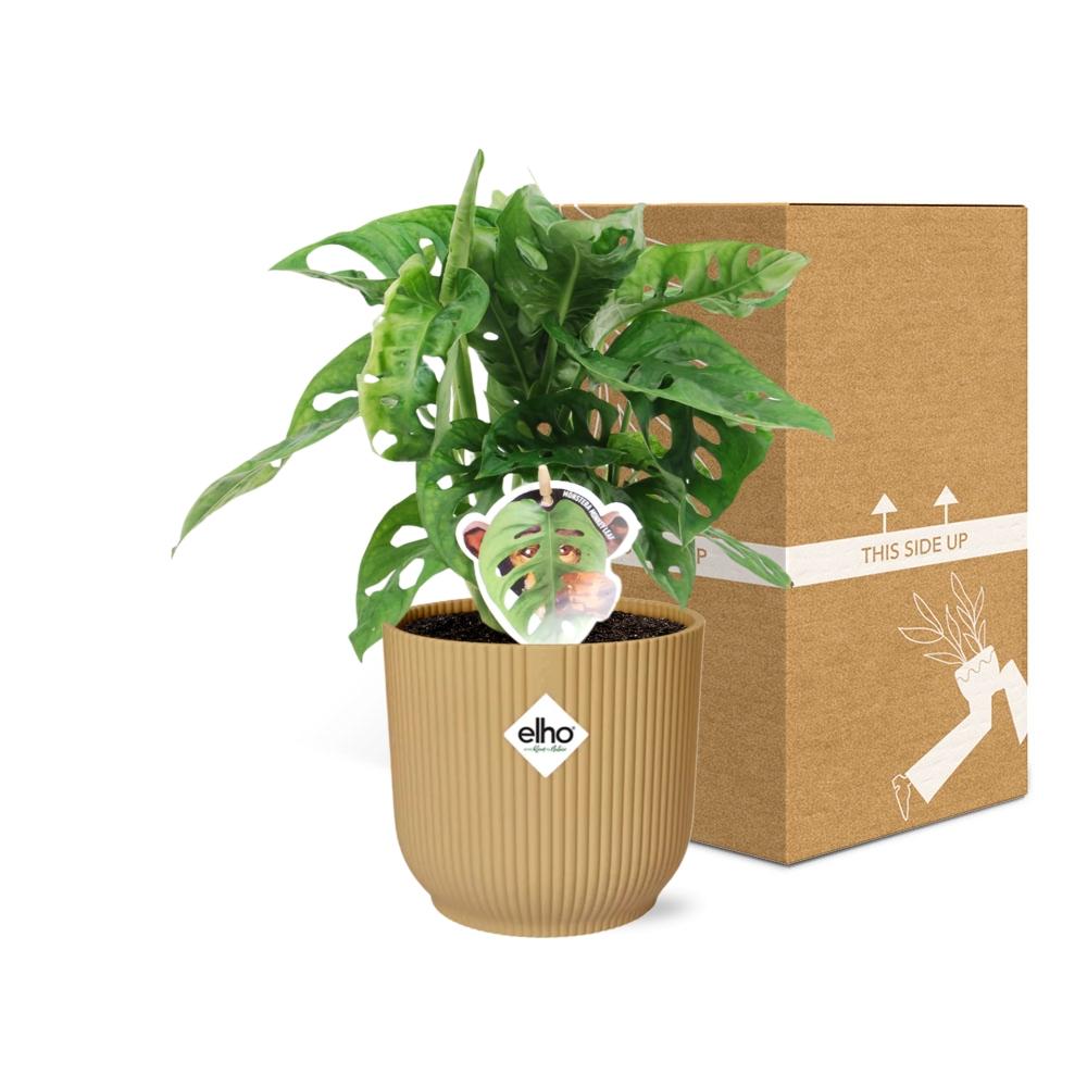 Monstera Monkey Leaf – Fensterblatt – Ø14cm Gelber Vibes Fold Topf – Tropische Zimmerpflanze – Luftreinigend & pflegeleicht – Swiss Cheese Plant