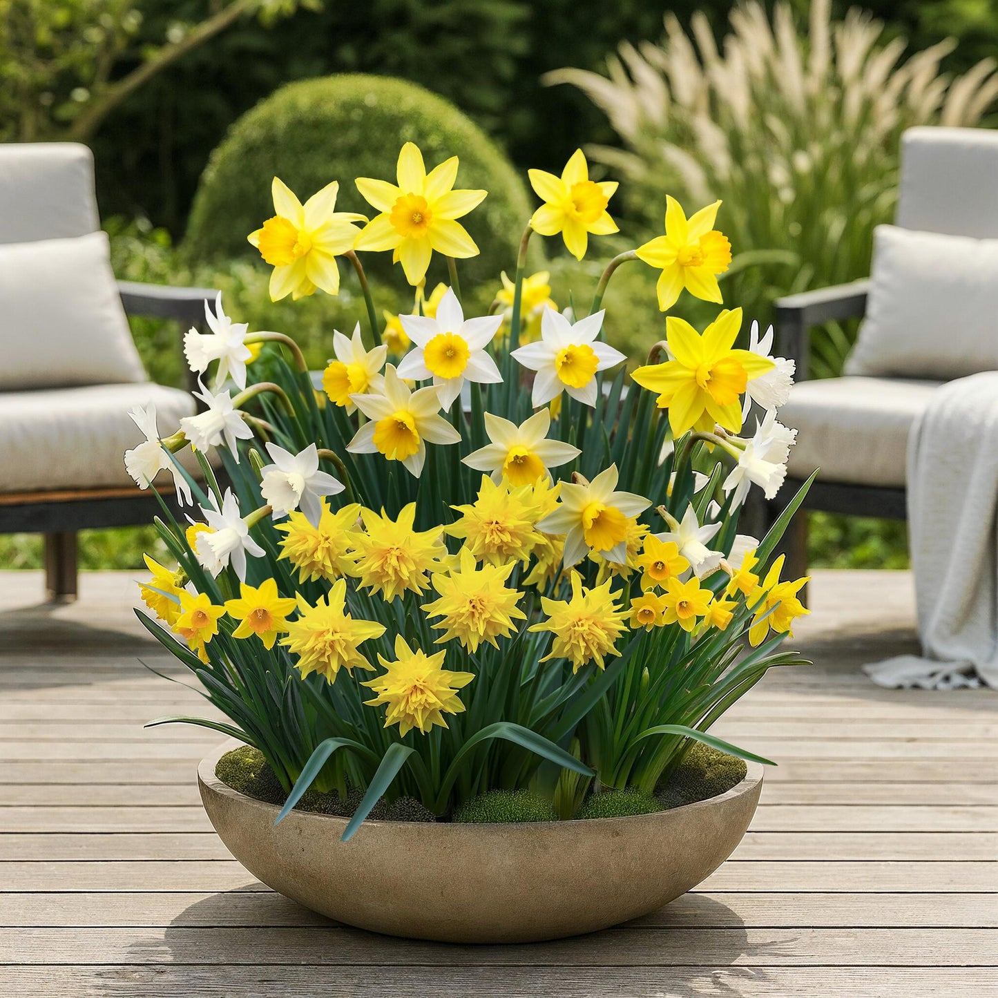GreenboutiQ - Blumenzwiebeln - Narcis Botanical Mix - Farbe Gelb und Weiß - 20 Stück - Zwiebelgröße 10/12 - XXL Pack