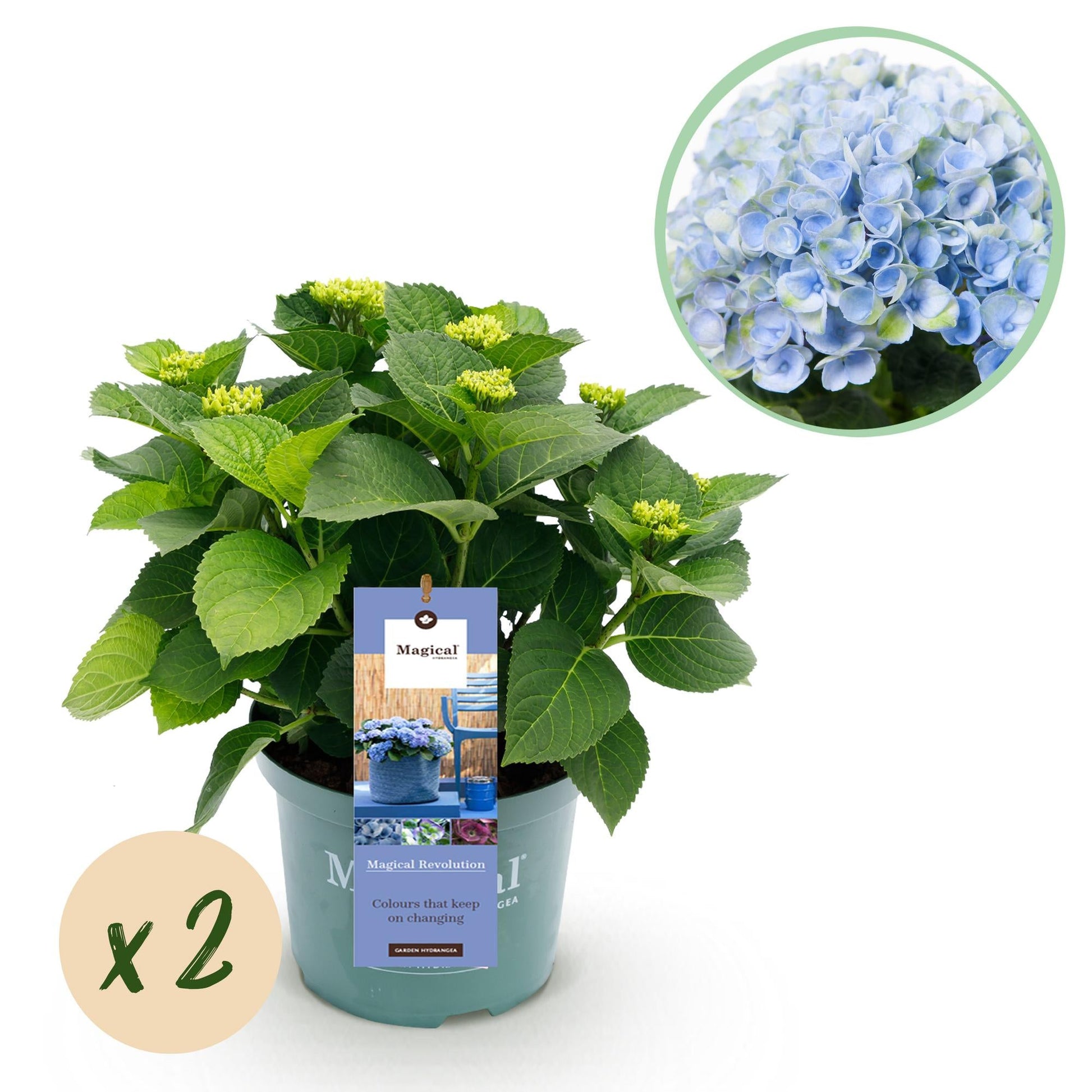 Hydrangea macrophylla Magical Revolution Blue – Blaue Gartenhortensie – 2 Pflanzen im Topf 23 cm – Höhe 55 cm – 6-10 Blüten – Balkonpflanze – Robust & pflegeleicht