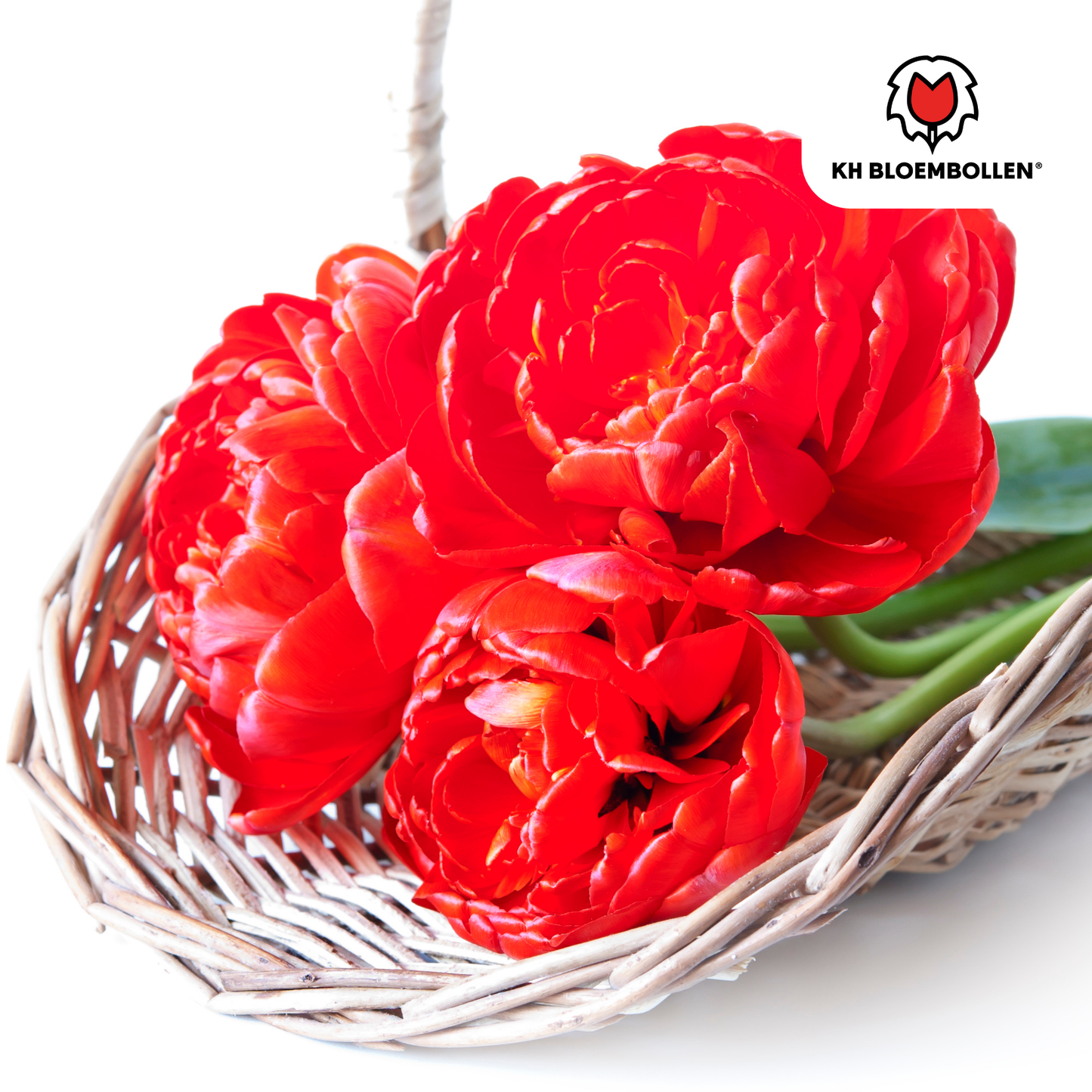 Bombastic Red Tulpenzwiebeln – 20 Blumenzwiebeln – Rote Gefüllte Pioentulpen – Für Garten & Topf