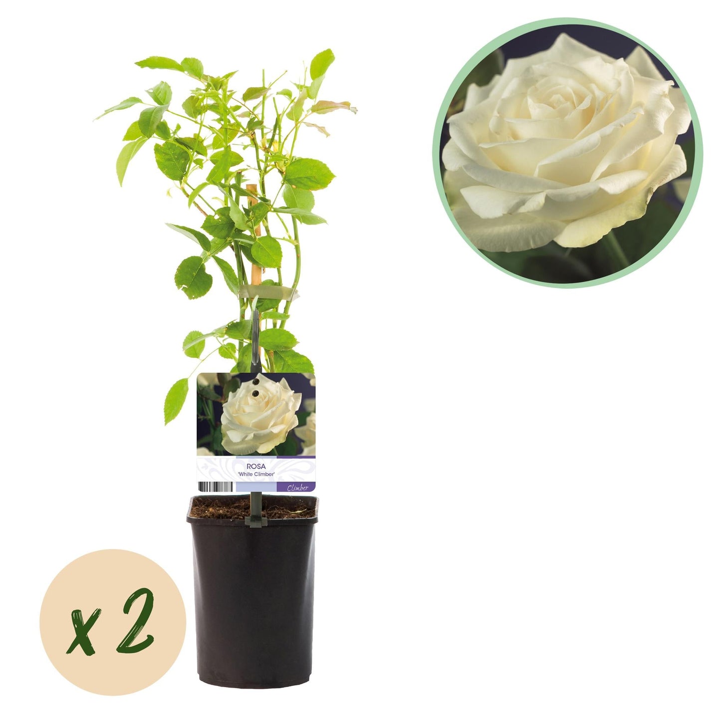 Kletterrose – Rosa White Climber – Blüte Weiß – 2 Pflanzen – Wenig Pflege – 11cm – Höhe ca. 40cm