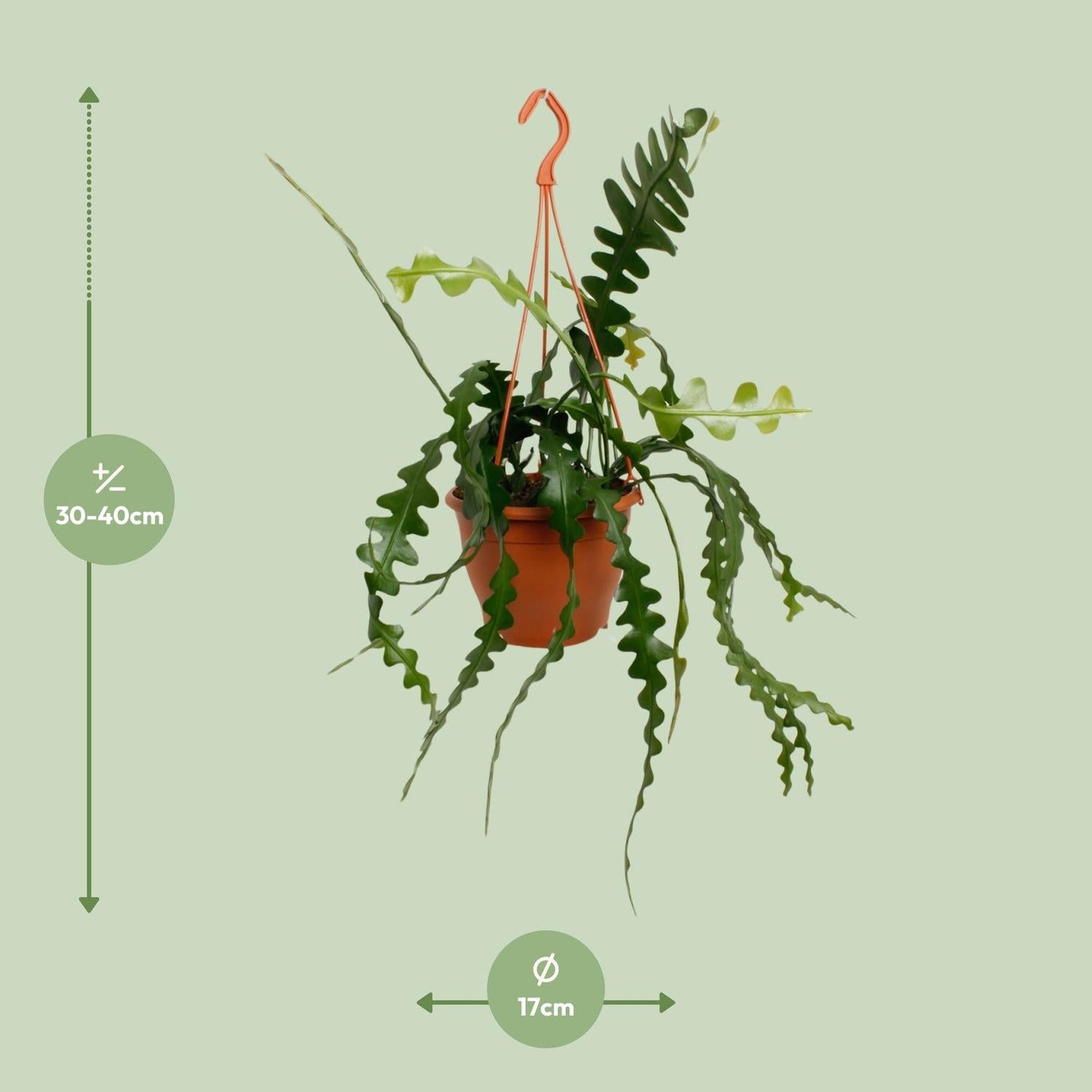 Fischgrätenkaktus – Epiphyllum anguliger – Zimmerpflanze - 35 cm – Ø17 cm – Hängepflanze mit gezackten Blättern – Exotisch & pflegeleicht