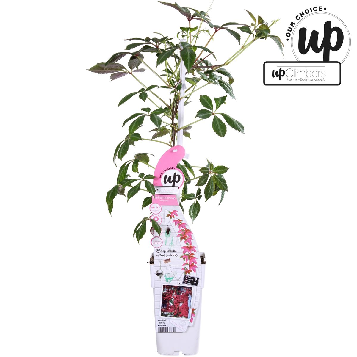 Jungfernrebe – Parthenocissus henryana – Ø15cm – ↕65cm – Farbintensive Kletterpflanze mit roter Herbstfärbung