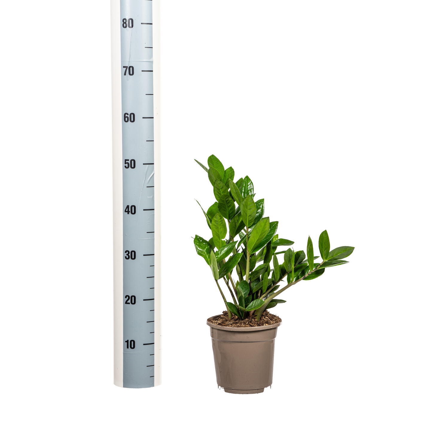 Glücksfeder - Zamioculcas Zamiifolia - Zimmerpflanze - Ø17cm - ↕40-50cm