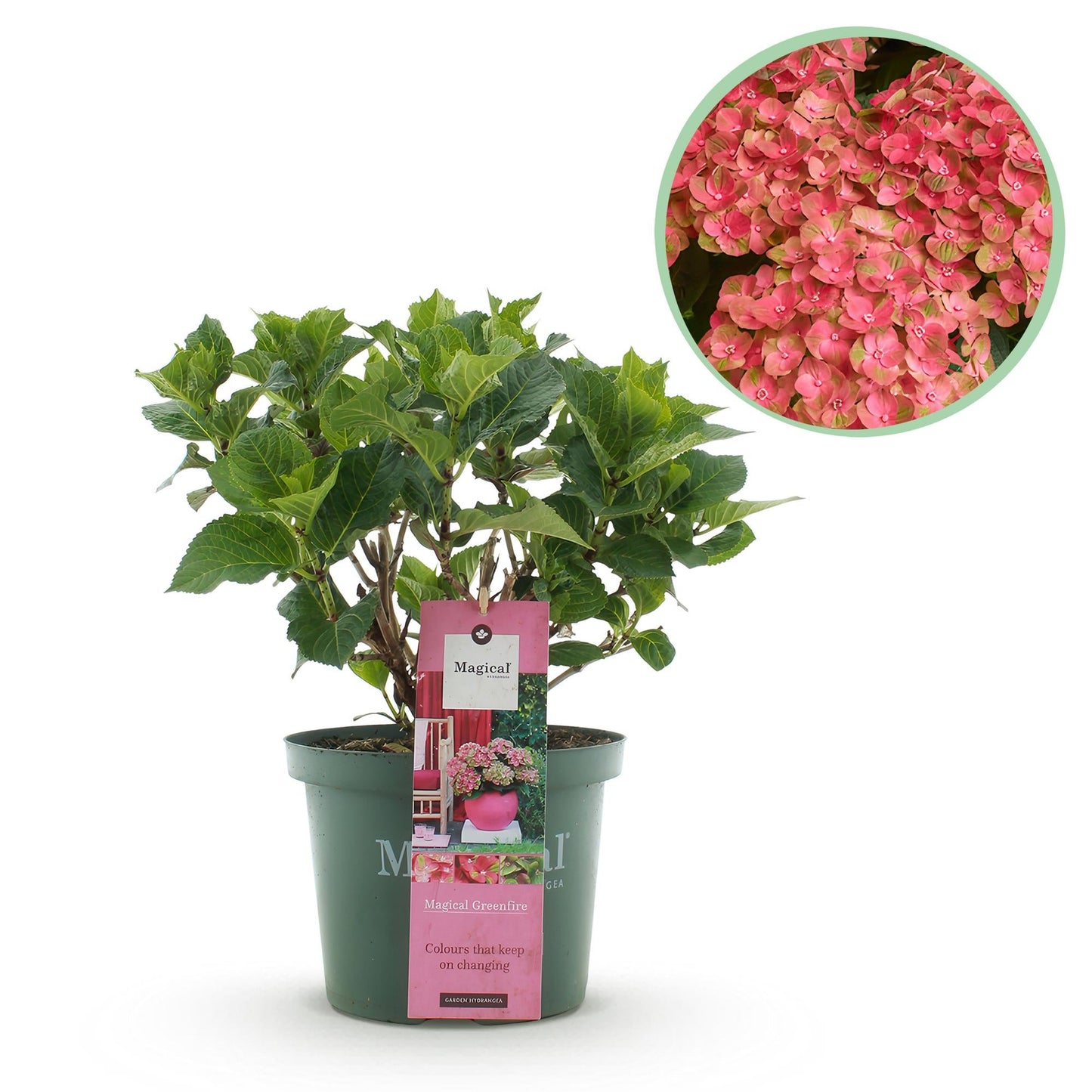 Hortensie Magical Green Fire – Hydrangea macrophylla – Rosa-Grün – Balkonpflanze – Im 23 cm Topf – Ca. 55 cm hoch – 6–10 Blüten – Für Balkon, Terrasse & Beet – Farbwechselnde Blüte – Pflegeleicht