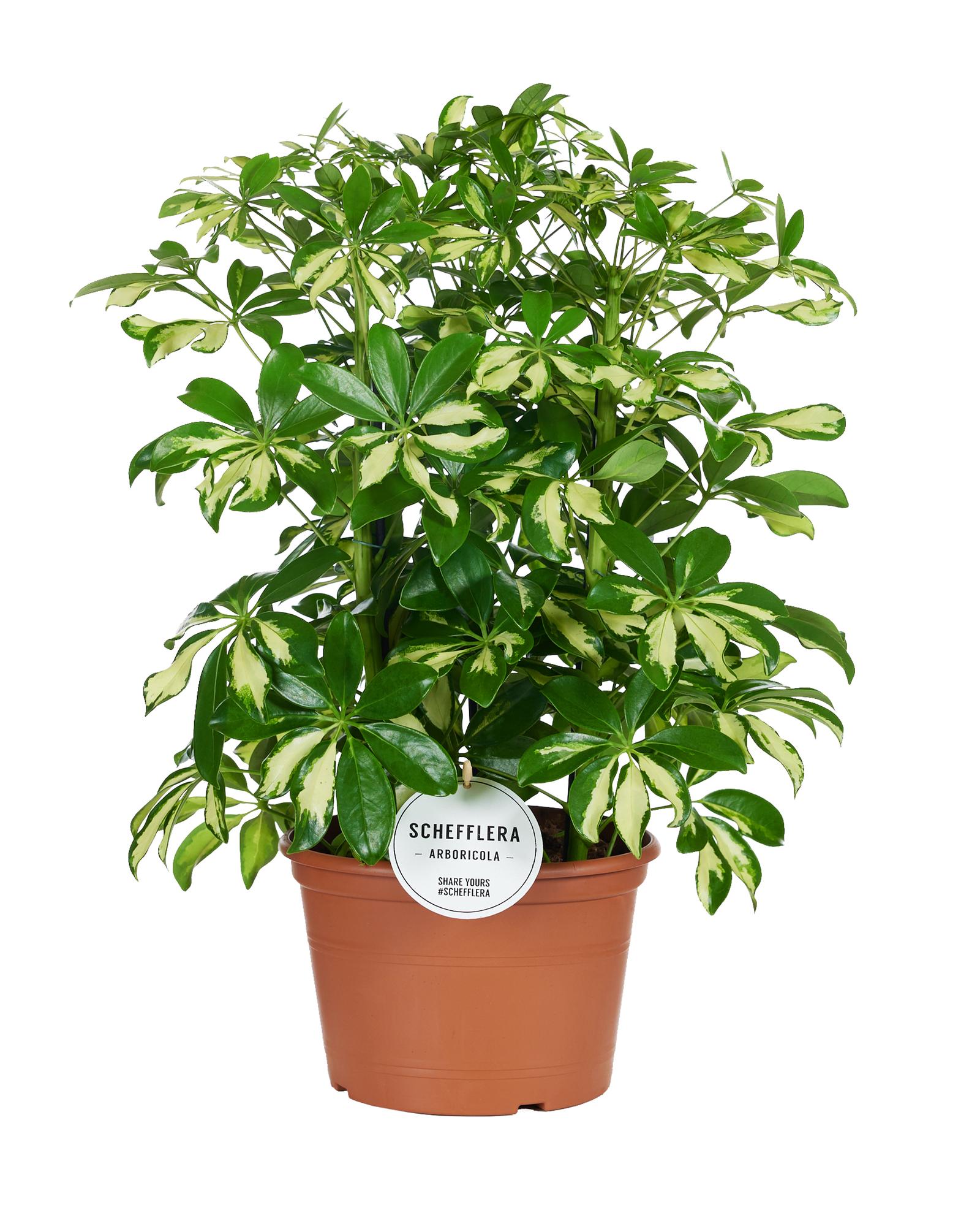 Strahlenaralie – Schefflera Gerda – Zimmerpflanze – Ø21cm – ↕55cm – Pflegeleichte Grünpflanze mit handförmigem Blattwerk – Für helle Wohn- & Arbeitsräume