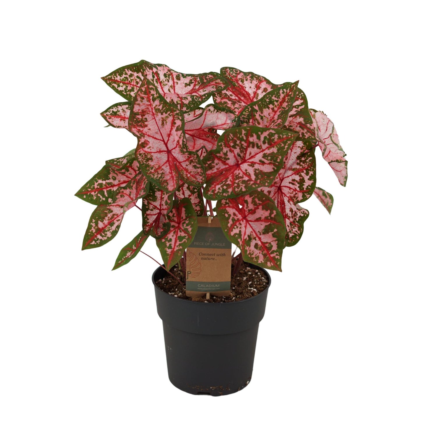 Kaladie - Caladium Carolyn Whorton - 60 cm - Ø21cm