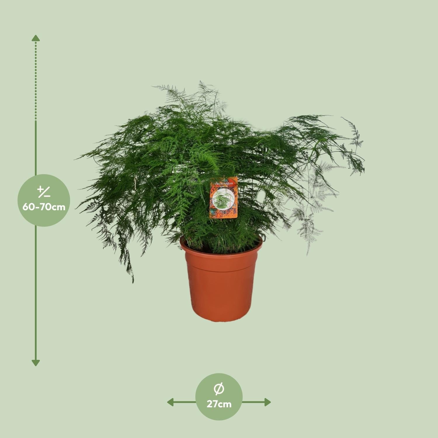 Spargelfarn – Asparagus Setaceus – Zimmerpflanze – Ø27cm – ↕70cm – Pflegeleicht & dekorativ – Luftreinigend