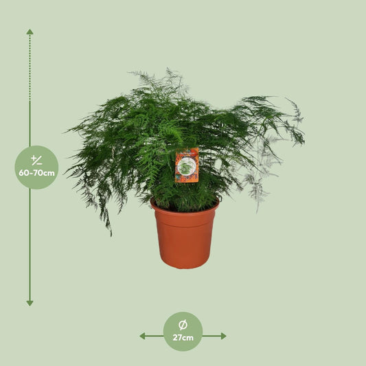 Spargelfarn – Asparagus Setaceus – Zimmerpflanze – Ø27cm – ↕70cm – Pflegeleicht & dekorativ – Luftreinigend