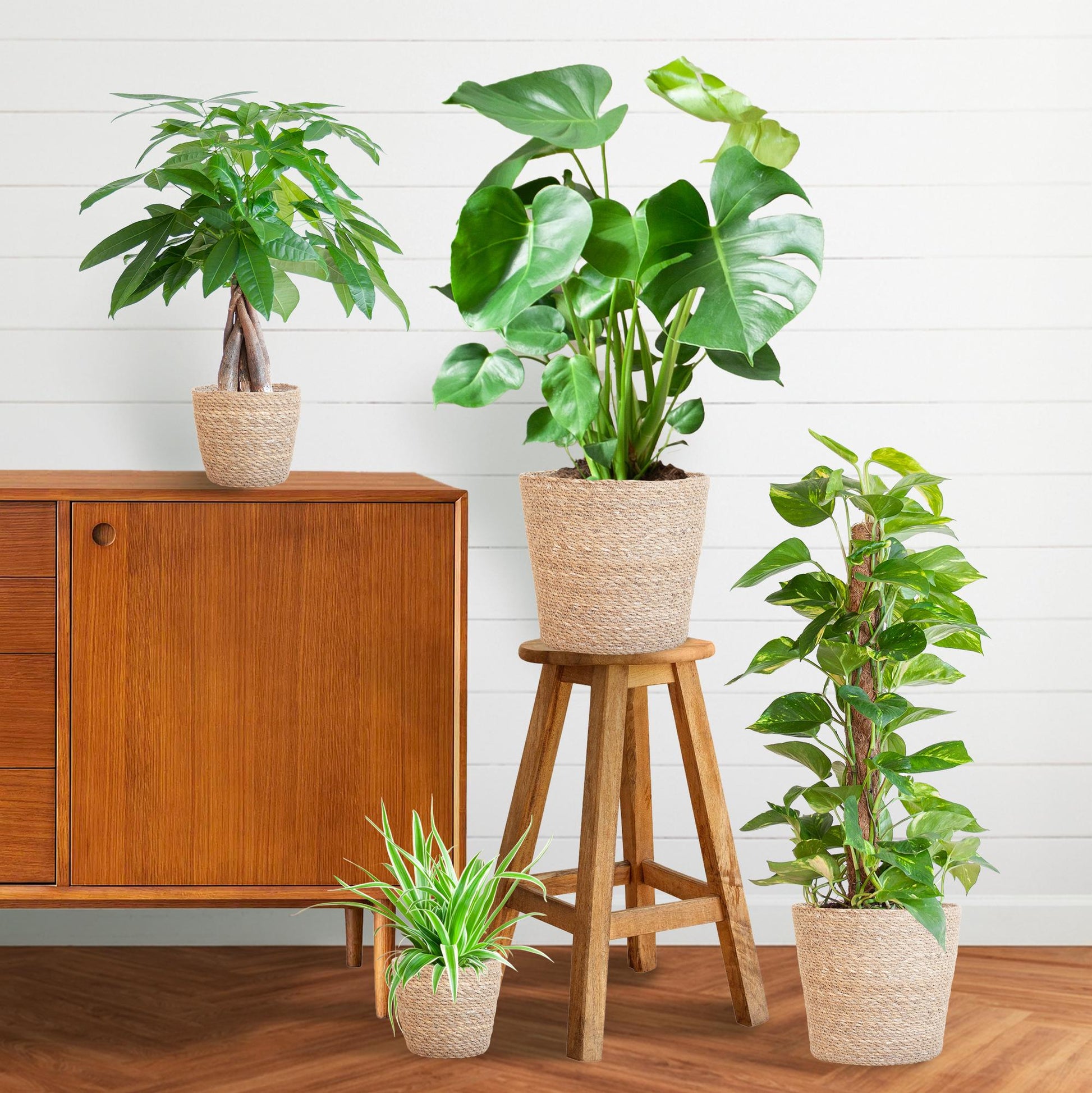 Pflegeleichter Pflanzkasten – medium – Easy Plant Box mit 4 Zimmerpflanzen + Sofia-Korb – wenig Pflege – stilvolle Deko