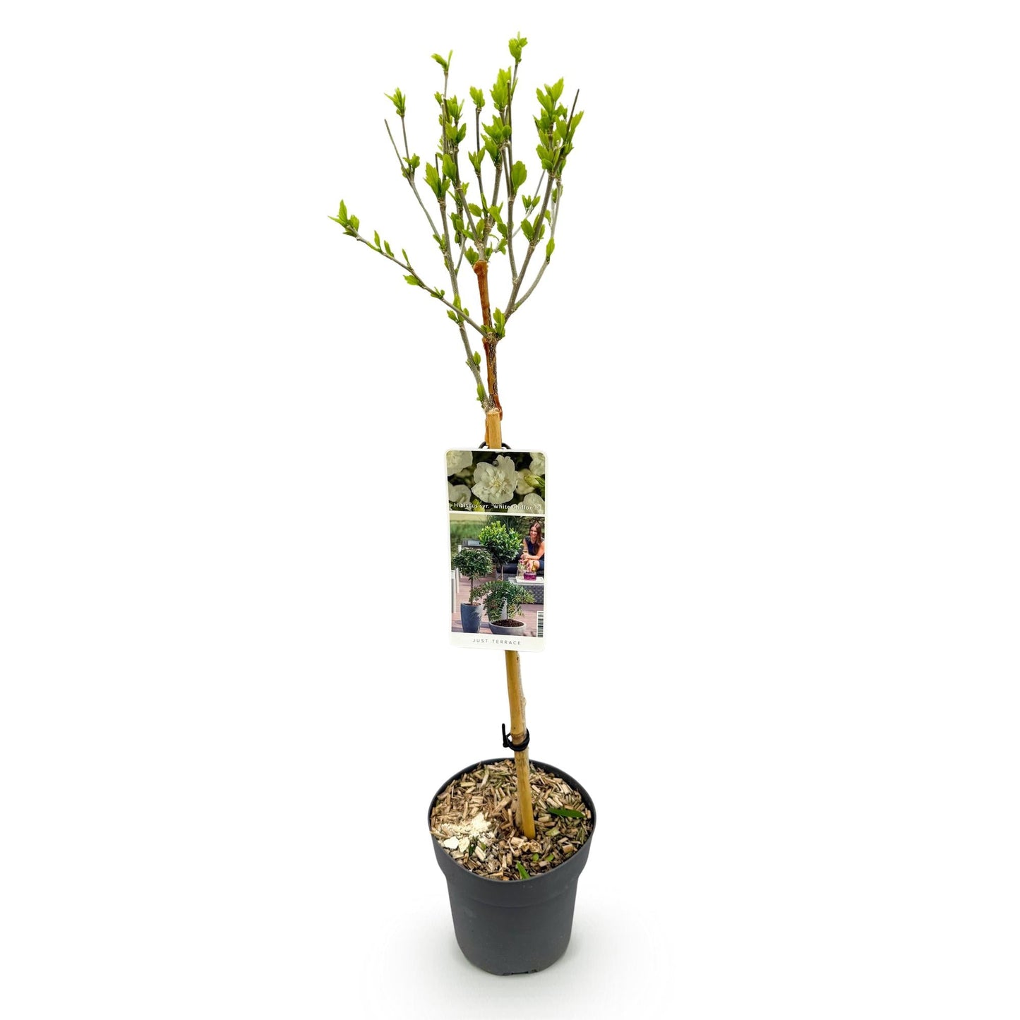 Hibiscus syriacus White Chiffon – Stamm-Pflanze – Ø19 cm – Höhe ca. 90 cm – Weiße Blüten – Laubabwerfend & pflegeleicht – Für Garten, Terrasse & Balkon
