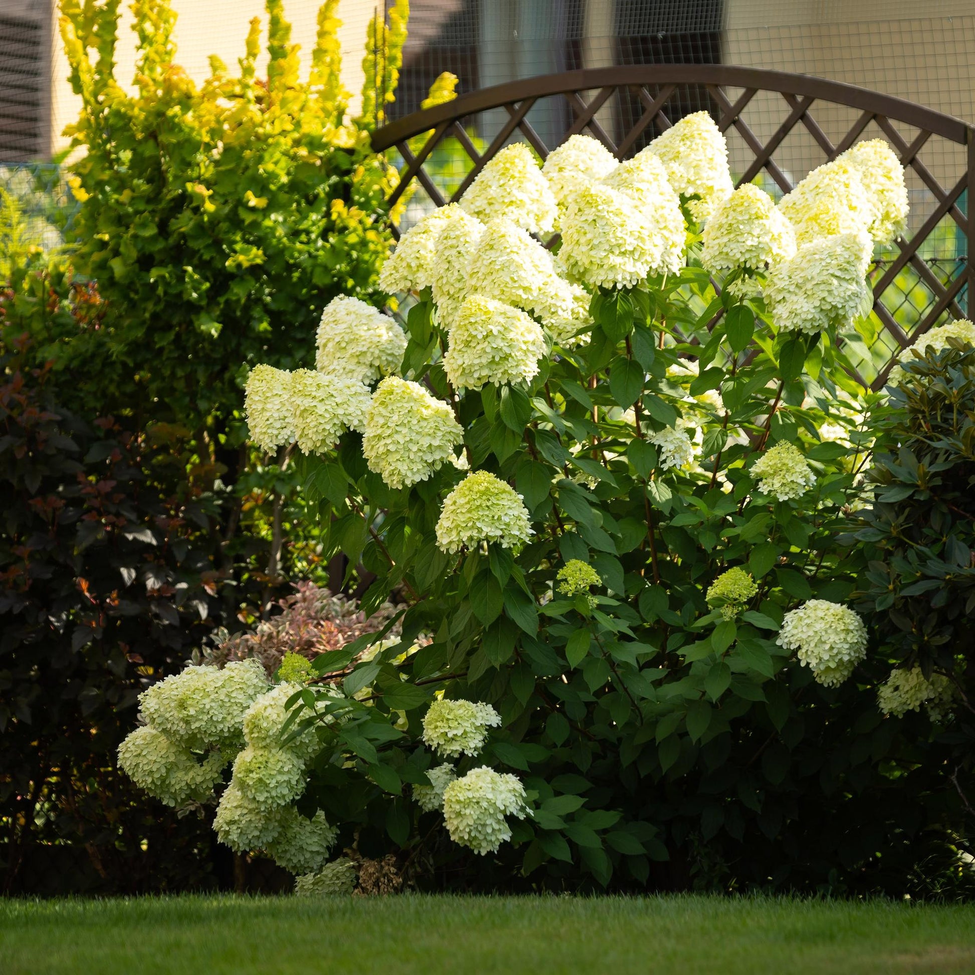 Rispenhortensie – Hydrangea panniculata Limelight – Blüte Limonengrün-Cremeweiß – Laubabwerfend – Große Blüten – 17cm – Höhe ca. 50cm