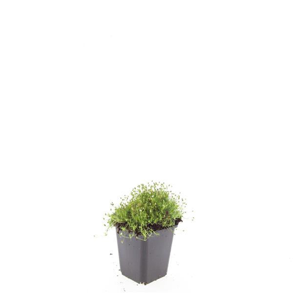 Sagina subulata – Irisches Moos – 24 Pflanzen – ↕10–25 cm – Ø9 cm – Immergrüner Bodendecker, pflegeleicht, sonnig bis halbschattig