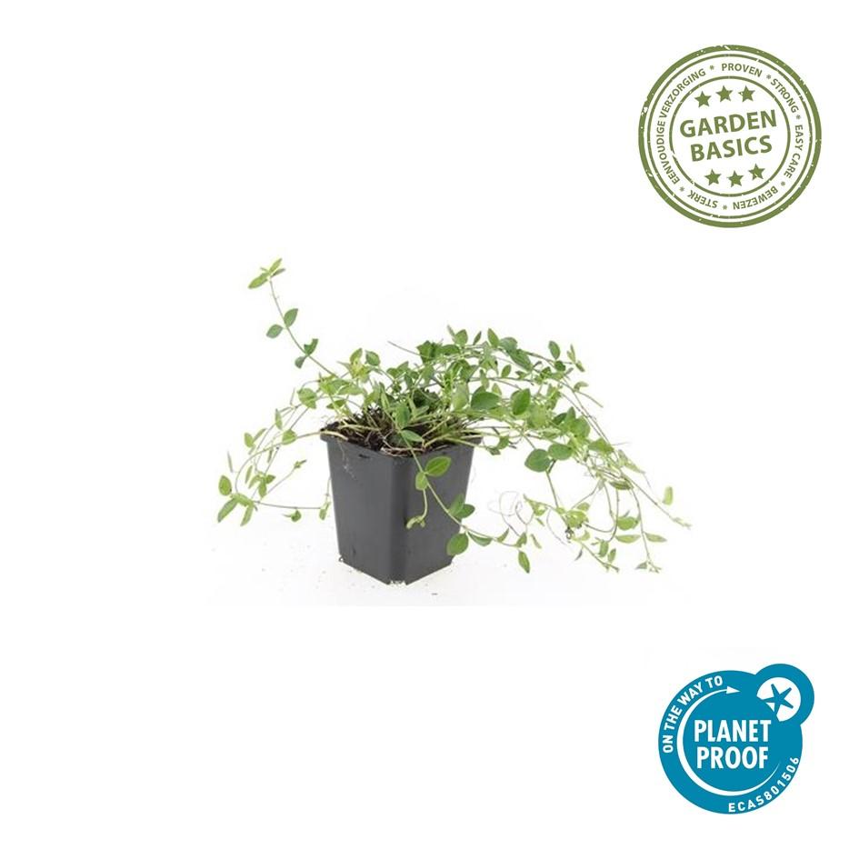 Vinca minor 'Gertrude Jekyll' – Immergrüner Bodendecker – 48 Pflanzen – Weiße Blüten – 10–25 cm – Ø9 cm