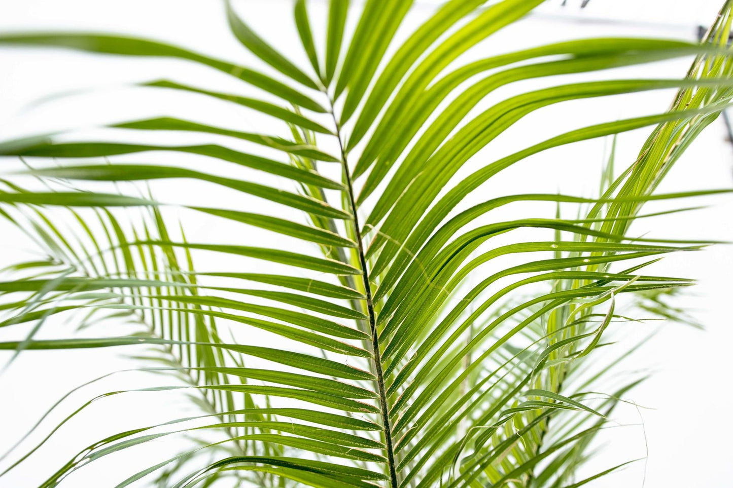 Phoenix Roebelenii auf Stiel - 190cm - 200cm