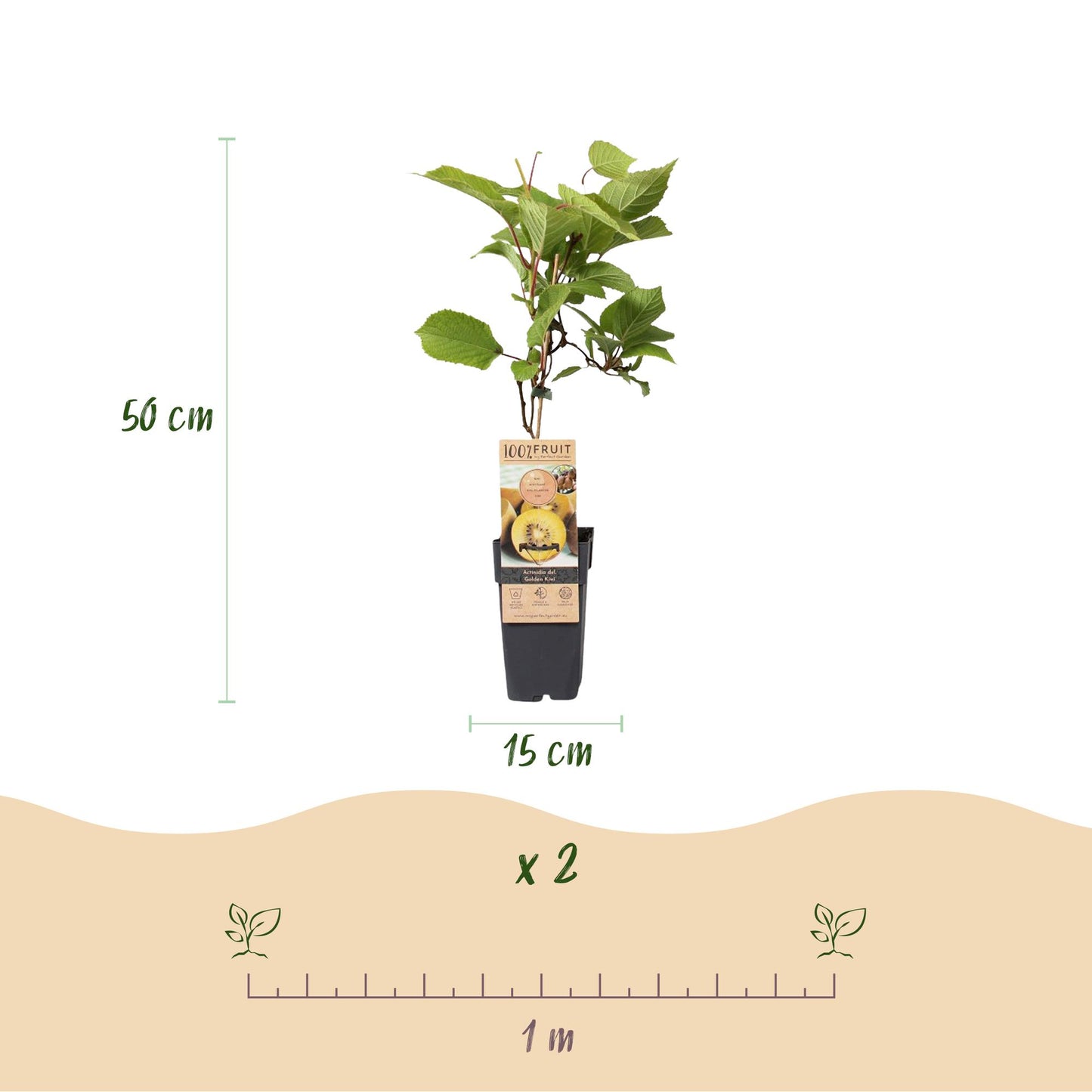 Obstpflanzen Grüne Kiwi 'Jenny' & Goldene Kiwi – 2 Pflanzen – 15cm – Höhe 50cm – Süße, vitaminreiche Früchte – Pflegeleicht & winterhart