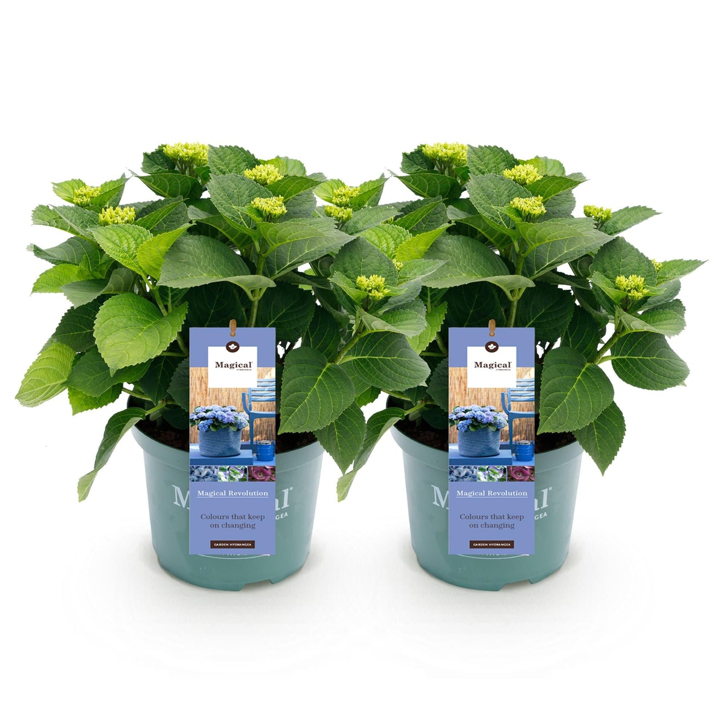 Hydrangea macrophylla Magical Revolution Blue – Blaue Gartenhortensie – 2 Pflanzen im Topf 23 cm – Höhe 55 cm – 6-10 Blüten – Balkonpflanze – Robust & pflegeleicht