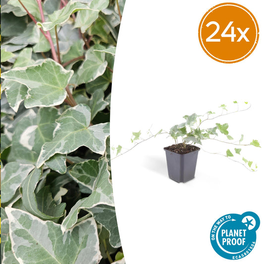Hedera helix 'Glacier' – Bunter Efeu – 24 Pflanzen – ↕10–25cm – Ø9cm – Immergrüner Kletter- & Bodendecker – Pflegeleicht & winterhart – Für Hecken, Begrünung & Gartenflächen