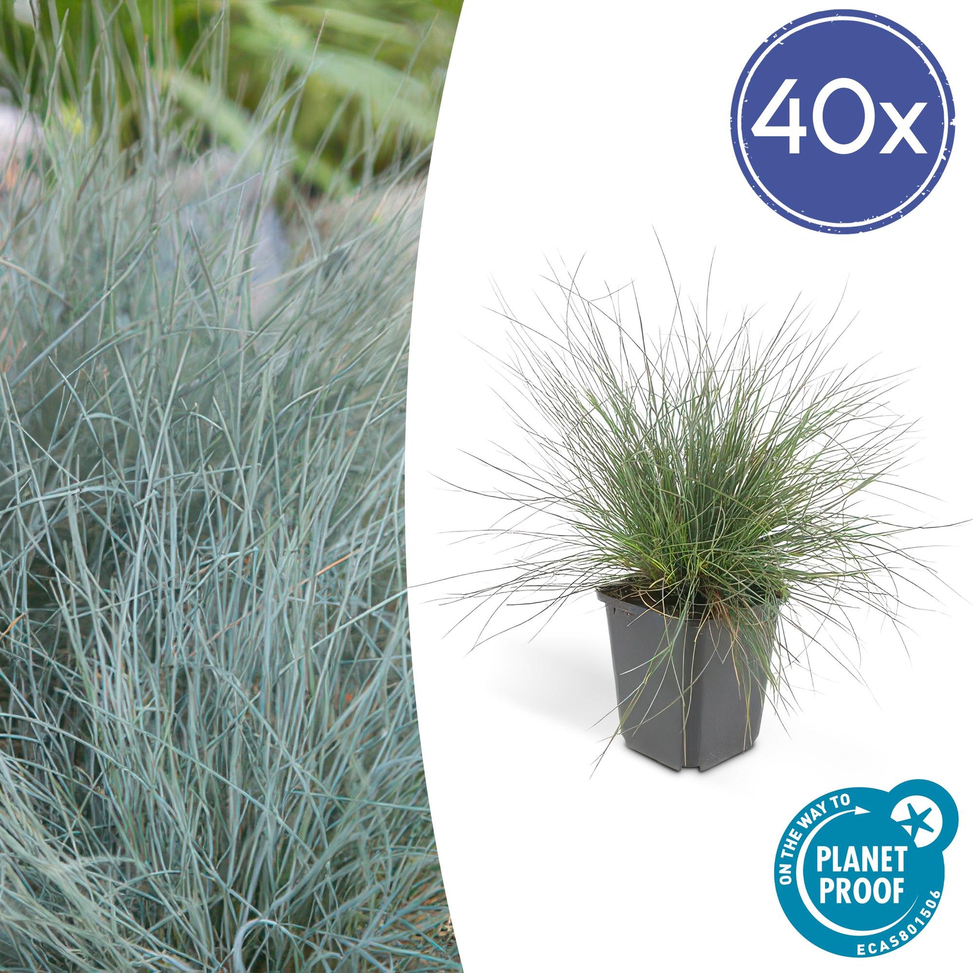 Blau-Schwingel – Festuca glauca 'Elijah Blue' – ↕10-25 cm – Ø9 cm – 40 Pflanzen – Blau-graues Ziergras – Sonne – Pflegeleicht – Steingarten & Beet