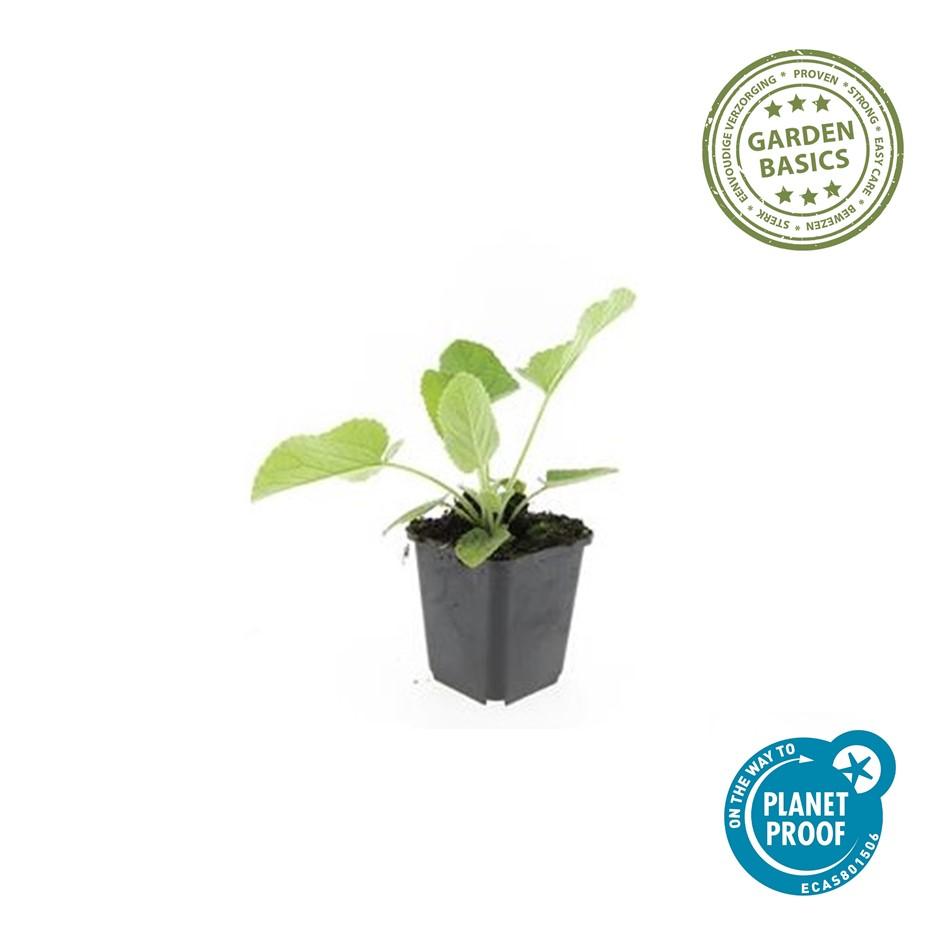 Russel-Brandkraut Phlomis russeliana – ↕10-25cm – Ø9cm – 6 Pflanzen – Winterhart & Bienenfreundlich – Sommerblüher für Beete & Garten