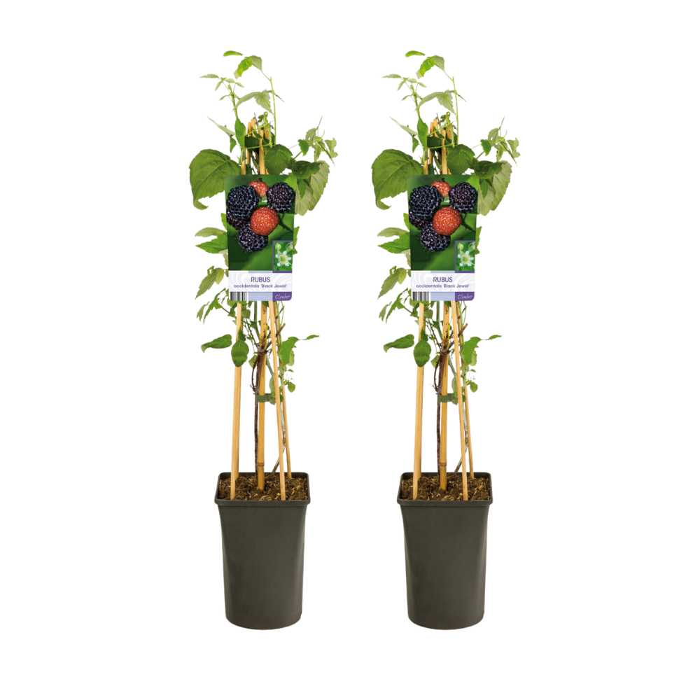 Schwarze Himbeere - Rubus Occidentalis Black Jewel - Ø17cm - ↕75cm - 2 Stück