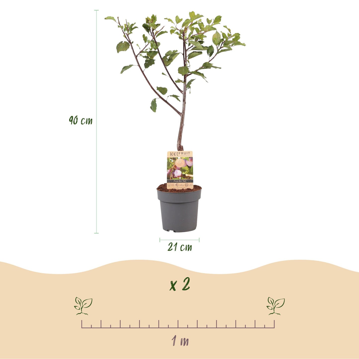 Pflaumenbaum – Prunus domestica 'Opal' – ca. 90 cm hoch – Topf Ø21 cm – gelb-rote Früchte – selbstfruchtend & ertragreich – Obstbaum für Garten & Terrasse