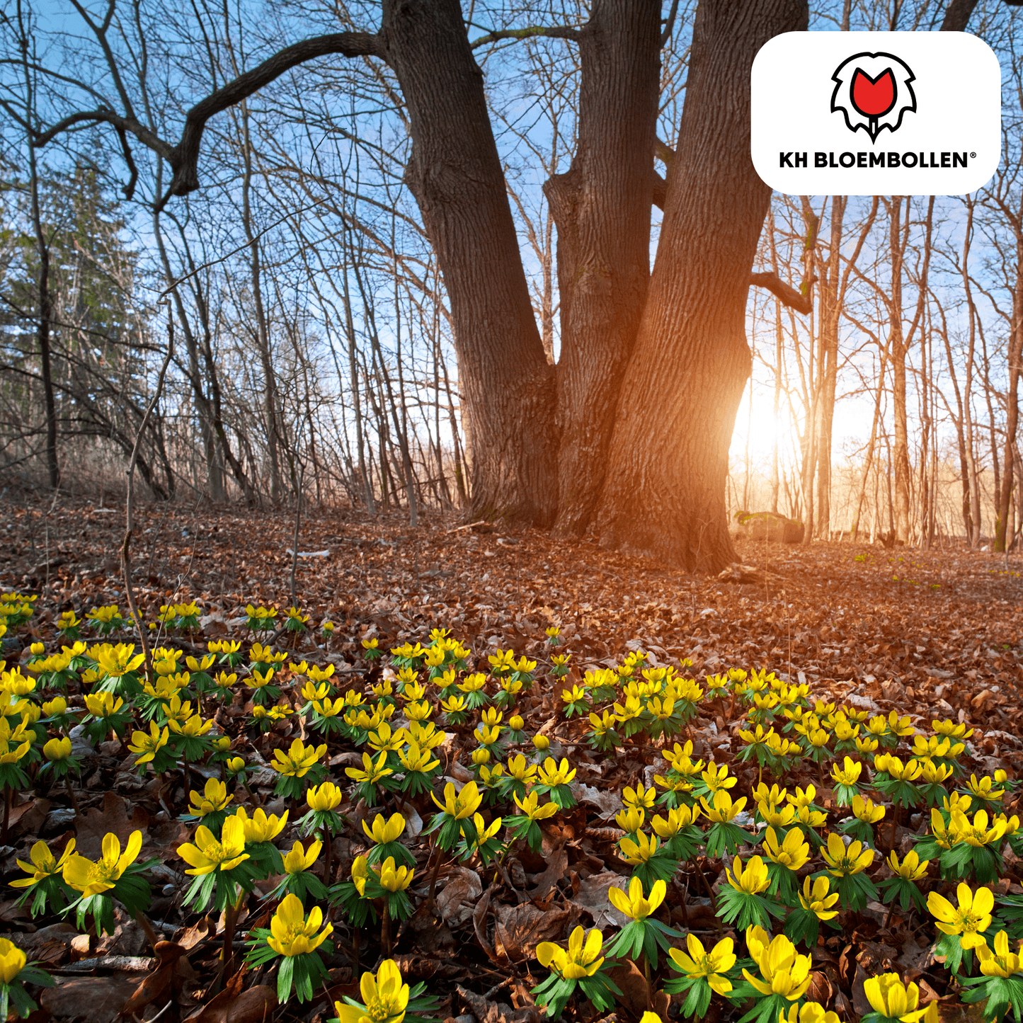 Akonitenknollen Winterakonit – 30 Blumenzwiebeln – ↕5-10cm – leuchtend gelbe Frühblüher – ideal für Beete, Rasenflächen & unter Gehölzen – bienenfreundlich & mehrjährig