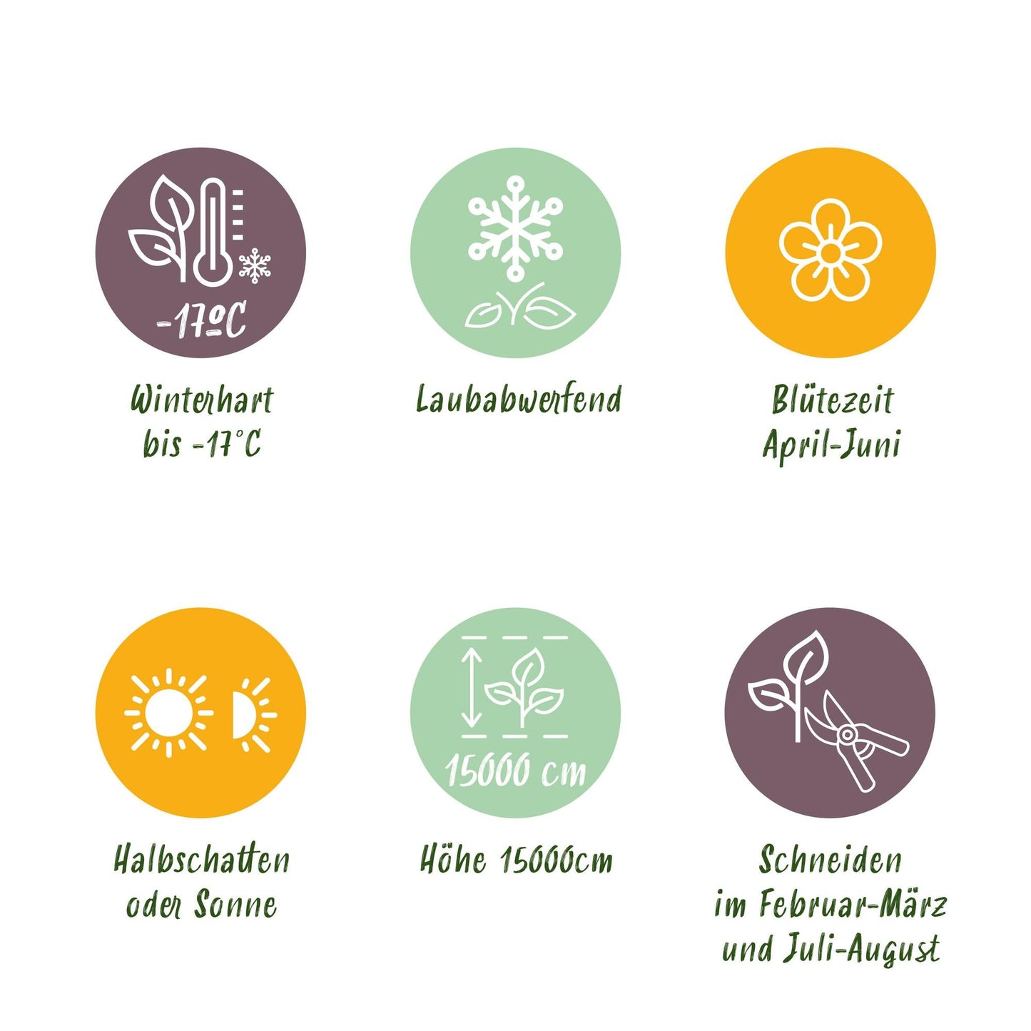 Kletterpflanze Wisteria floribunda Rosea – Rosa Blütentrauben – Frühling – 11 cm x H40 cm – Pflegeleicht – Für Garten, Pergola & Zaun