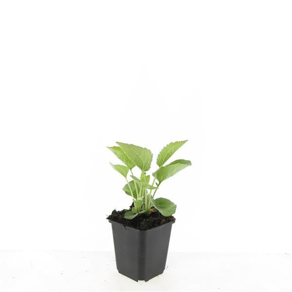 Echinacea purpurea 'Magnus' – 24 Pflanzen – ↕10-25cm – Ø9cm – Purpur-Sonnenhut Staude – Blüte Juli–September – Bienen- & Schmetterlingsfreundlich – Sonniger Standort