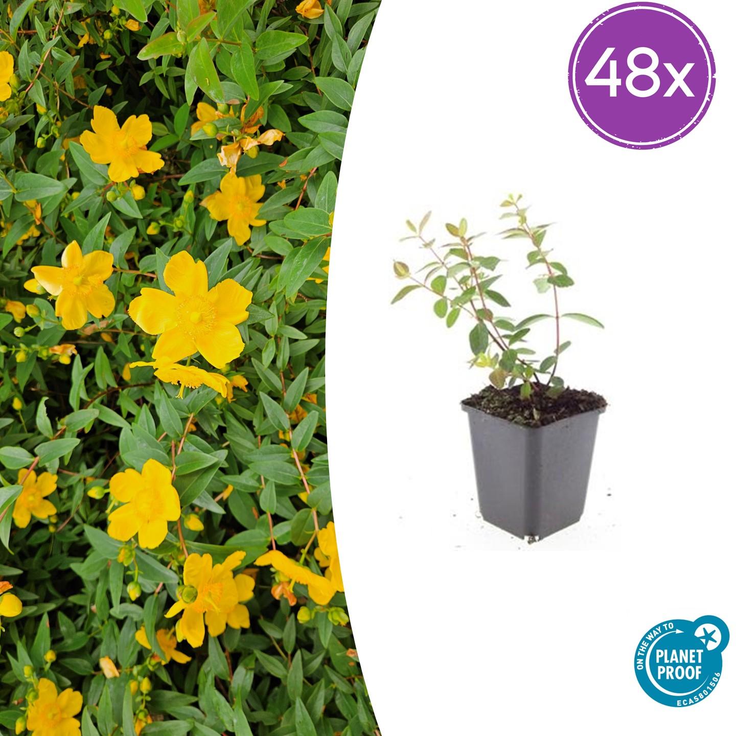 Hypericum dummeri 'Peter Dummer' – 48 Pflanzen – ↕10-25cm – Ø9cm – Winterharter Bodendecker & Beeteinfassung – Gelbe Blüten – Pflegeleicht & trockenheitstolerant