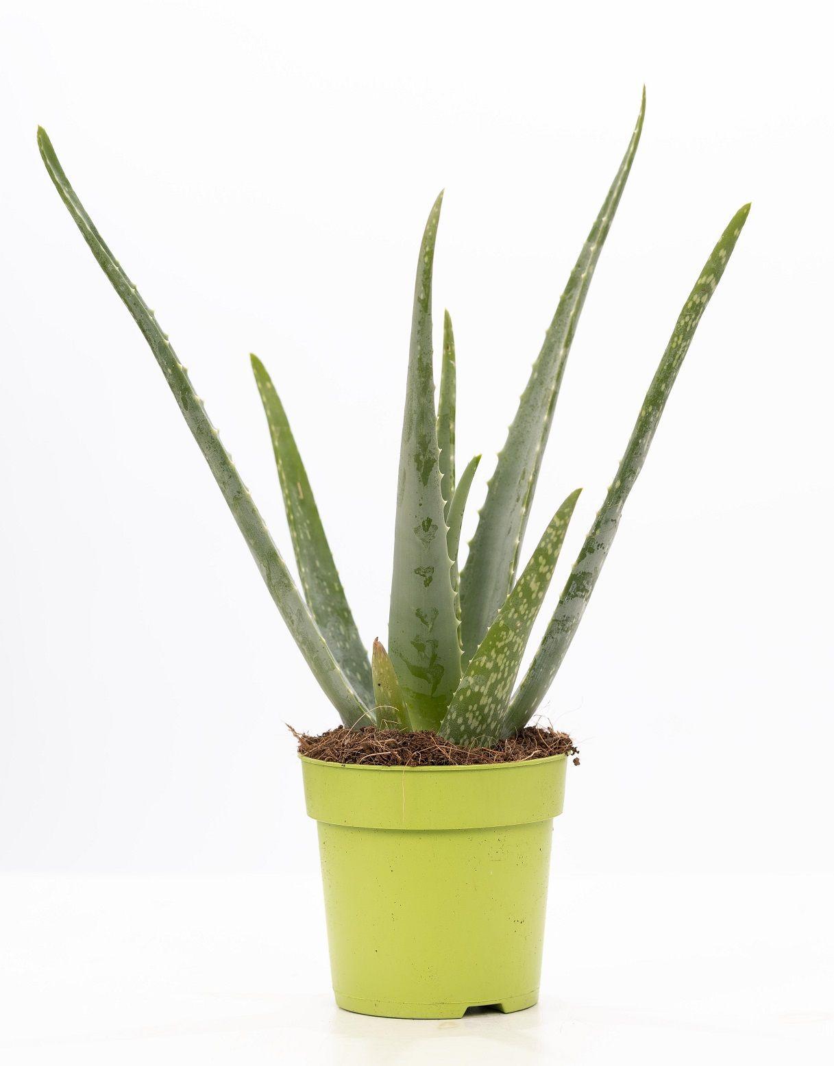 Aloe Vera P&PURE Collection - Ø12cm - ↕40cm