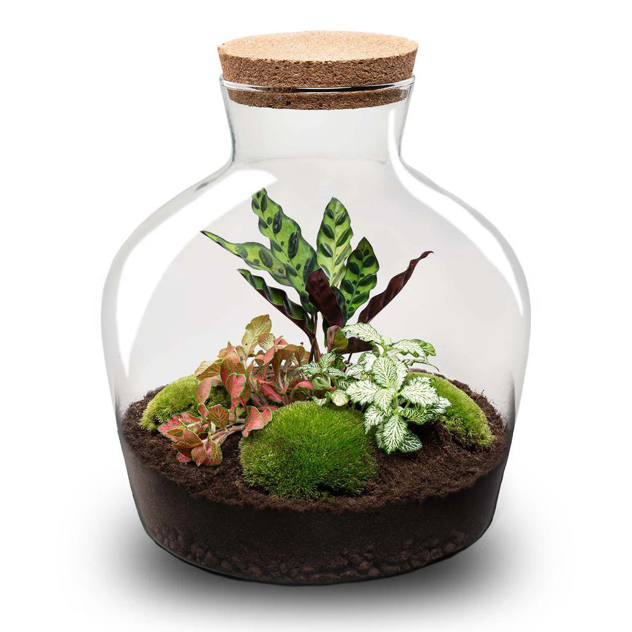 Flaschengarten – DIY Terrarium „Fat Joe Rot“ – Ø29 x H30 cm – Selbstversorgendes Pflanzterrarium mit Calathea, Fittonia & Moos – Nachhaltiges Zimmergarten-Set